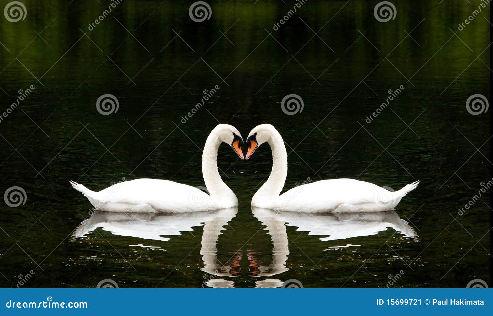 romantic swans
