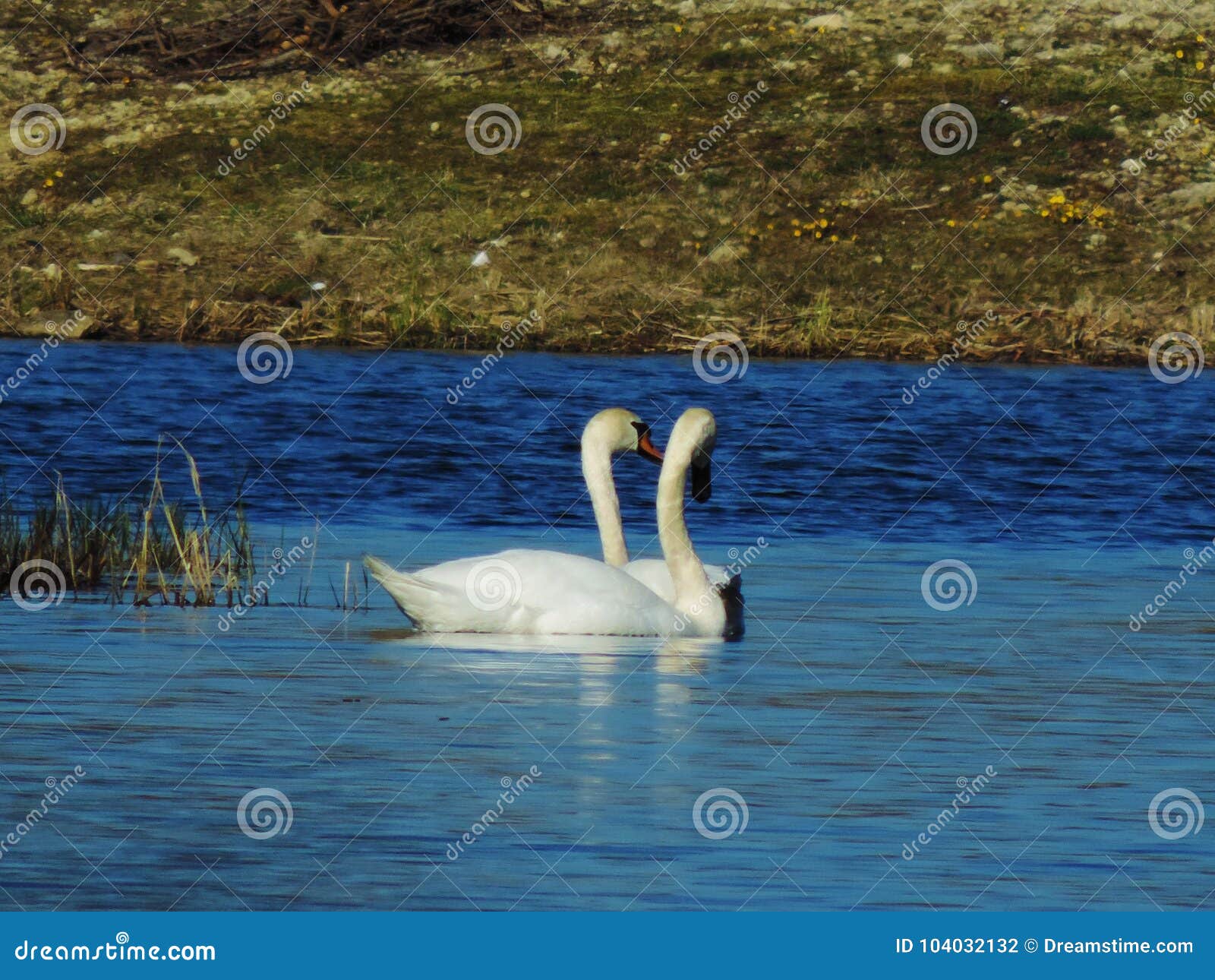 romantic swans in the lagoon