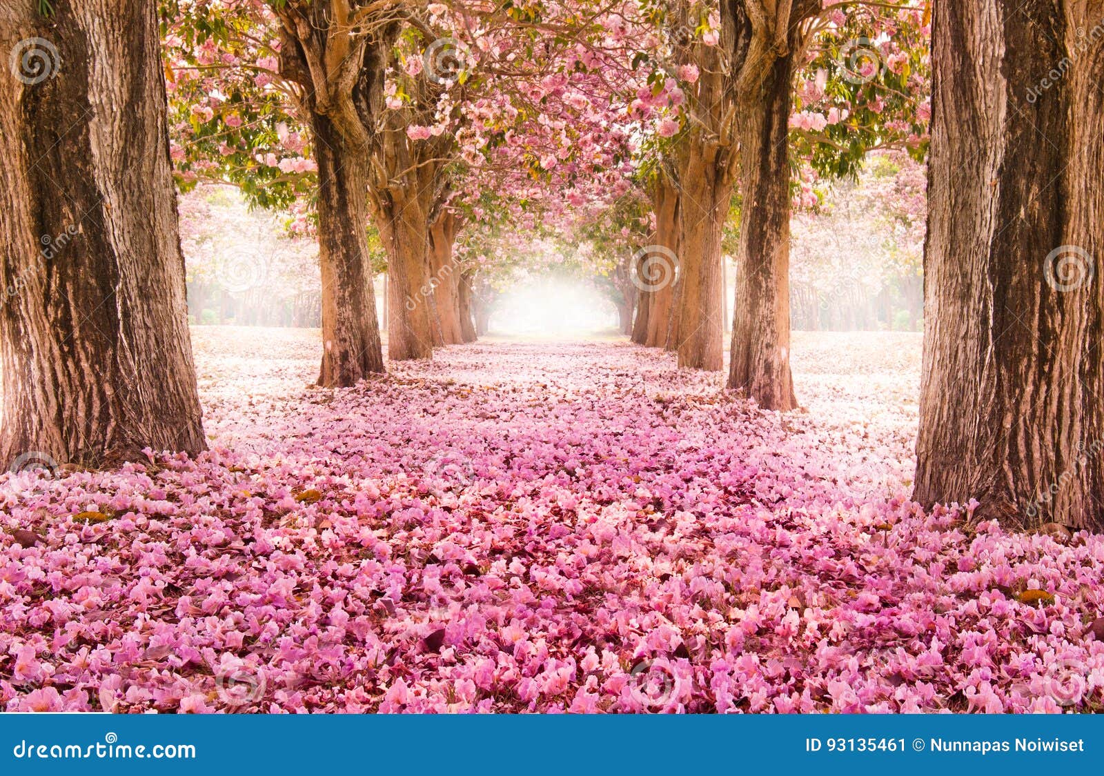 the romantic tunnel of pink flower trees