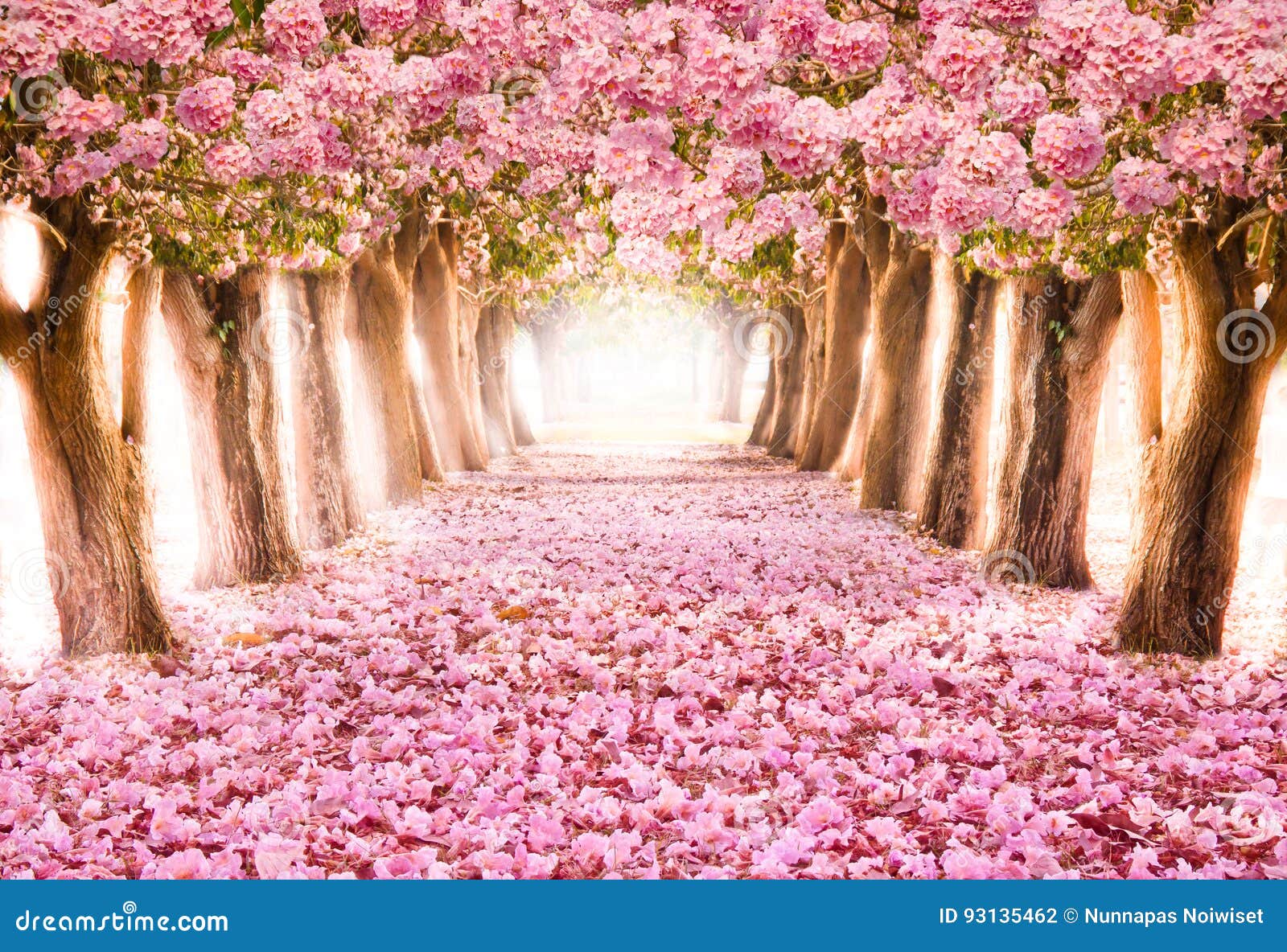 the romantic tunnel of pink flower trees