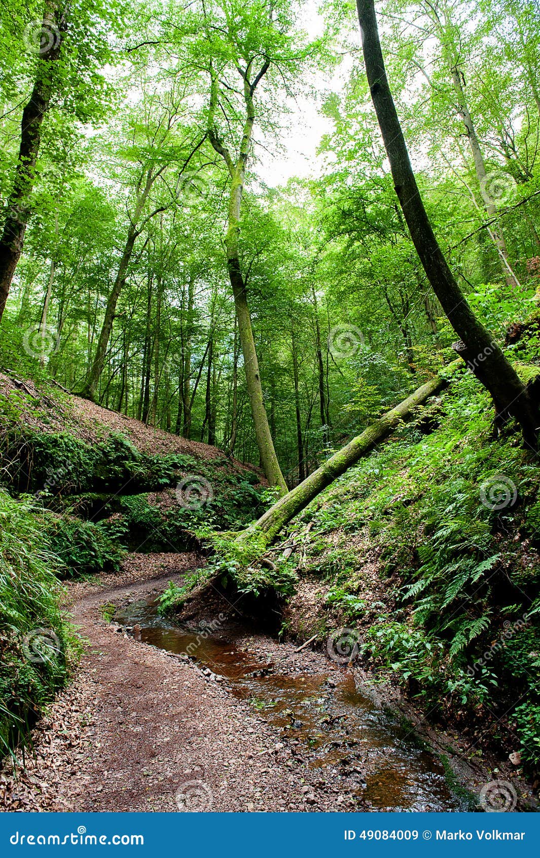romantic valley with topple down treesand