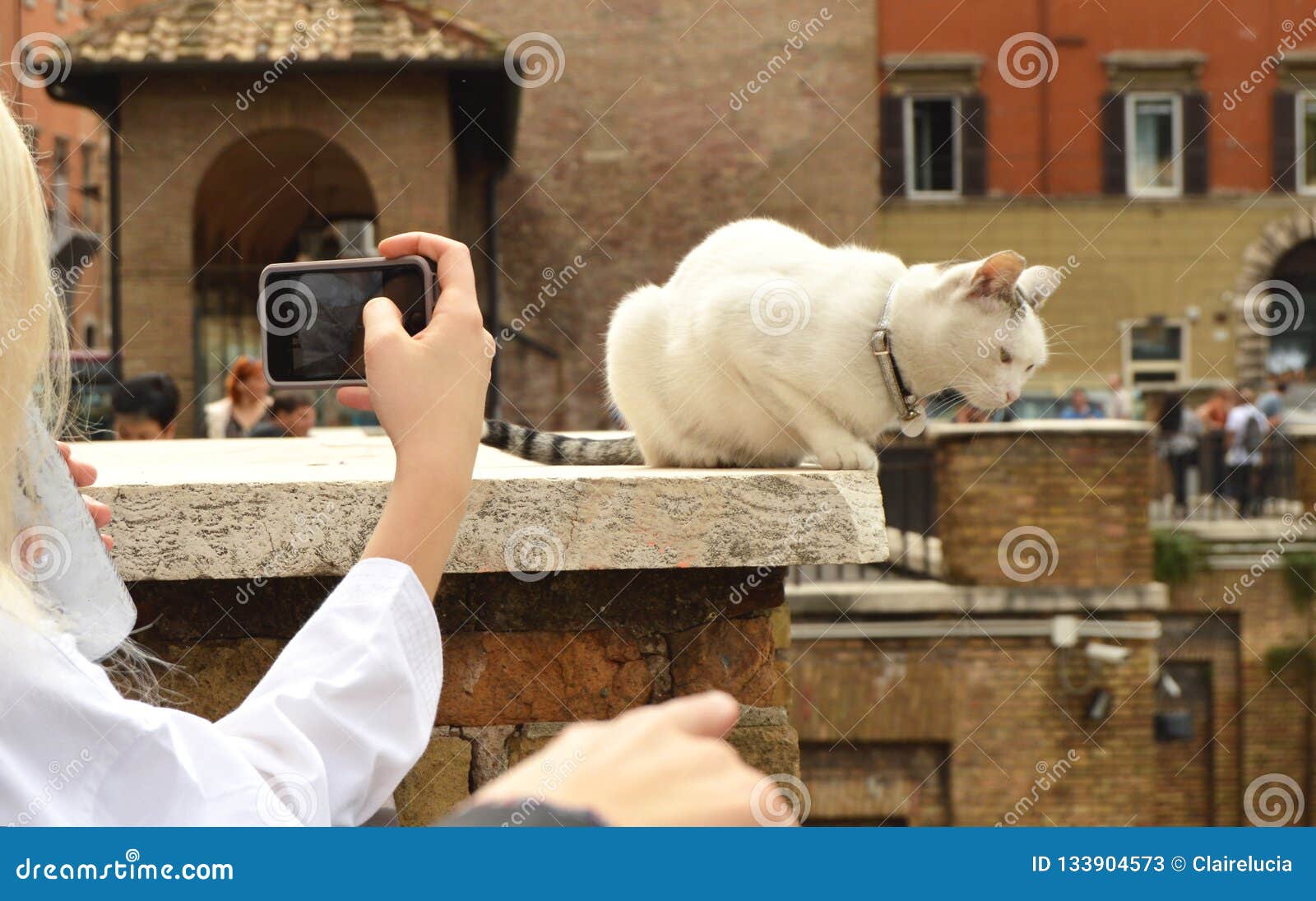 rome, italy-october 07, 2018: girl taking pictures on her smartphone cute white cat sitting on the plaza largo di torre