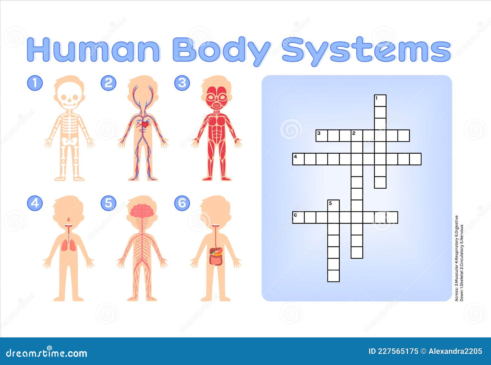 Crucigrama del Cuerpo humano (Digipuzzle.net) - Didactalia: material  educativo