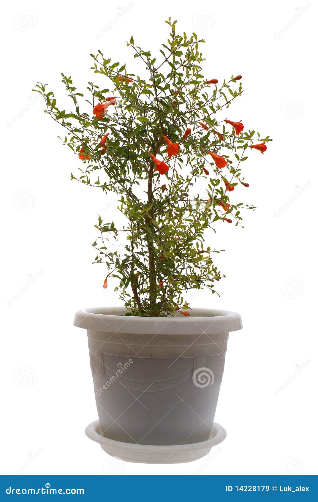 Romã do quarto. Planta: uma romã do quarto (granatum do punica de Nana) em um fundo branco.