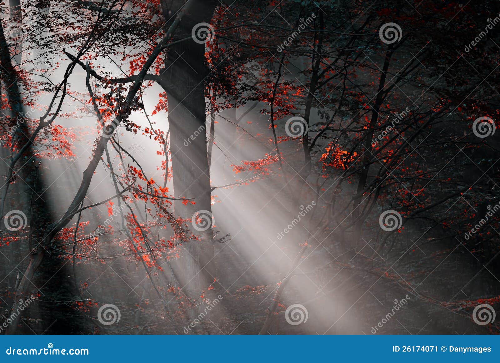 Rood bos. Rode kleuren en subeams in het bos