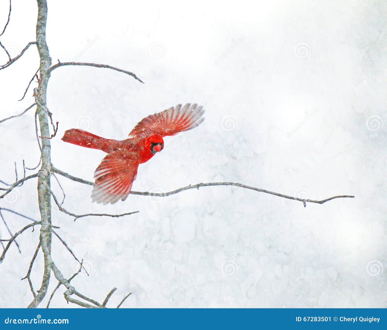 Rood HoofdFlying in de Sneeuw. Een rode Kardinaal vliegt van een naakte boomtak in een sneeuwstorm