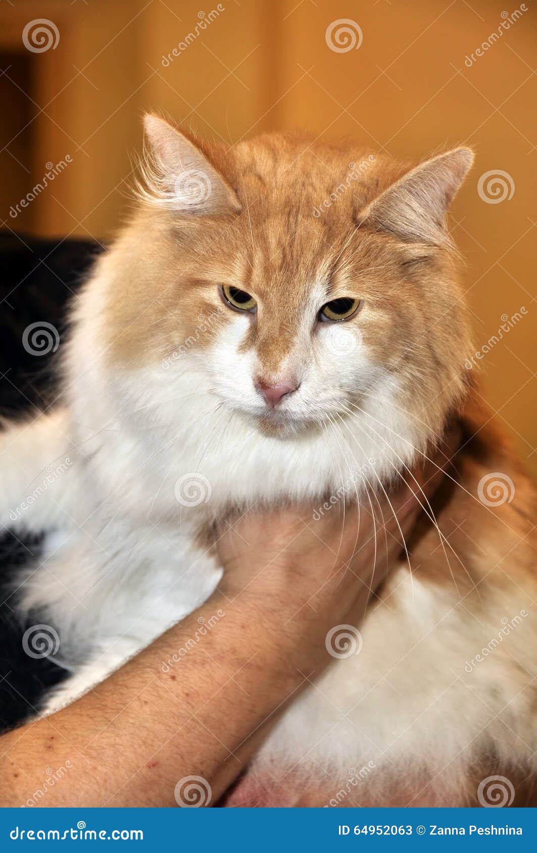 Rood Witte Grote Maine Coon-kat Stock Afbeelding - Image of gezicht, 64952063