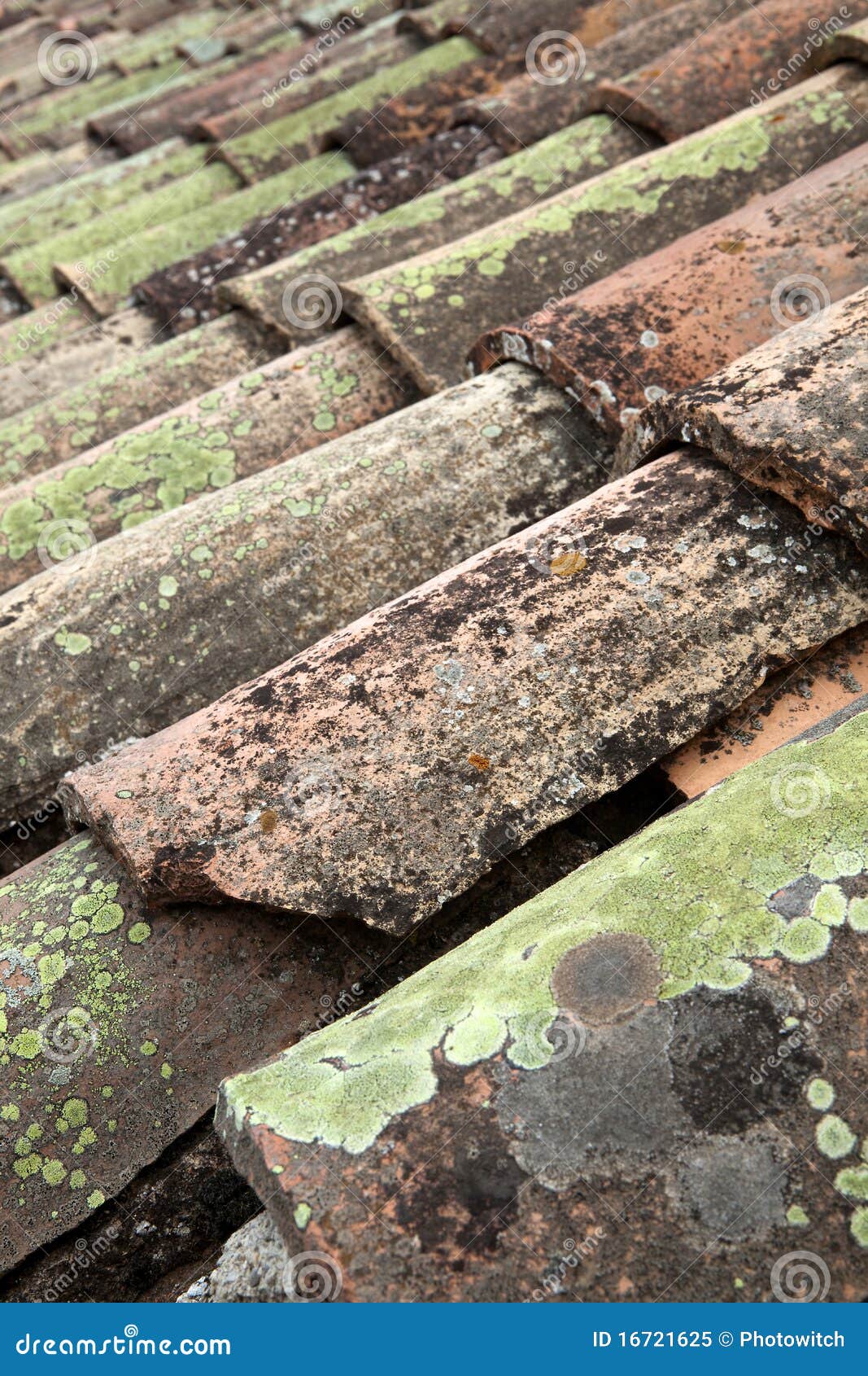 Roof lichen stock image. Image of roof, corrugated, detail 16721625