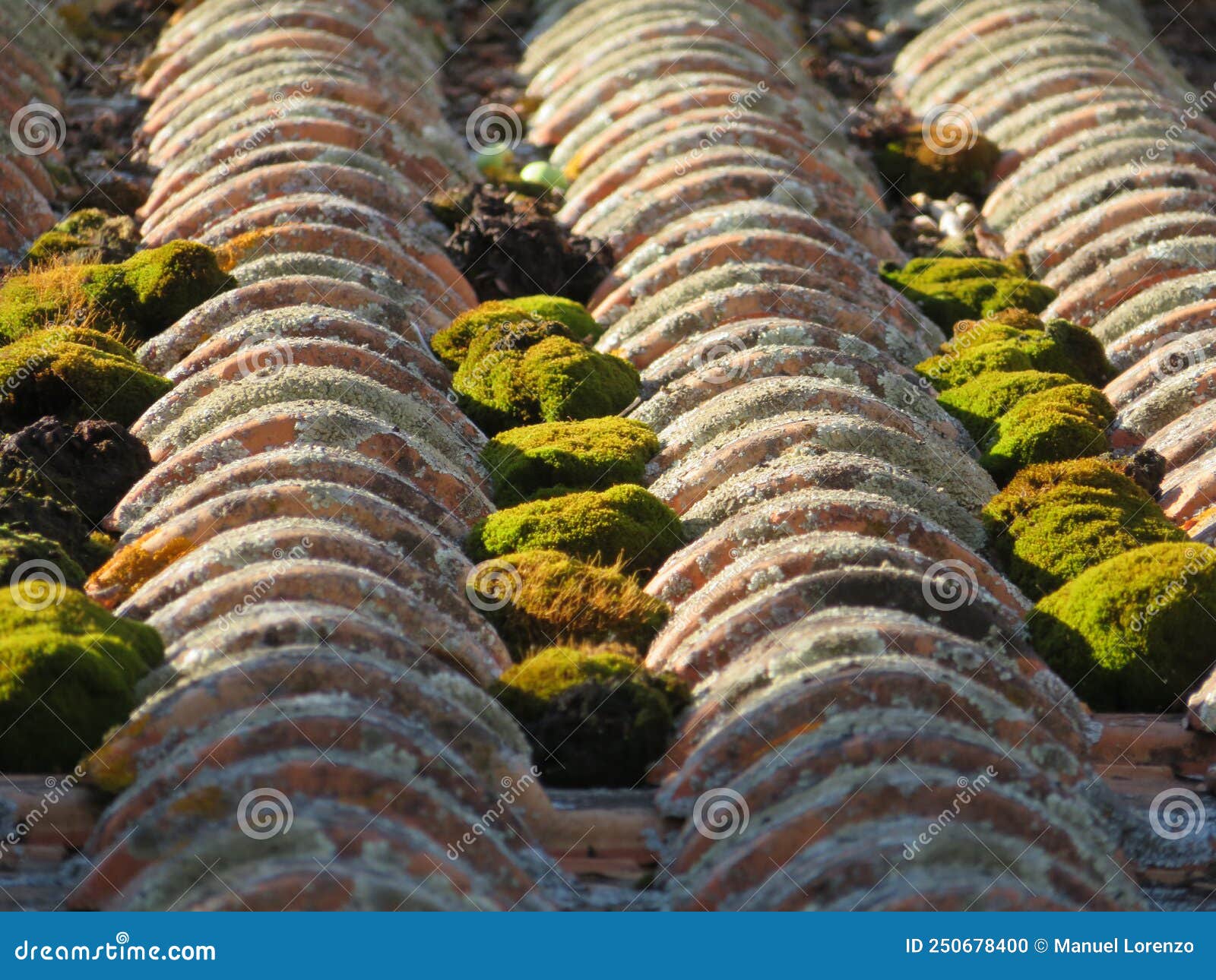 roof old green moss abandonment tiles clay material