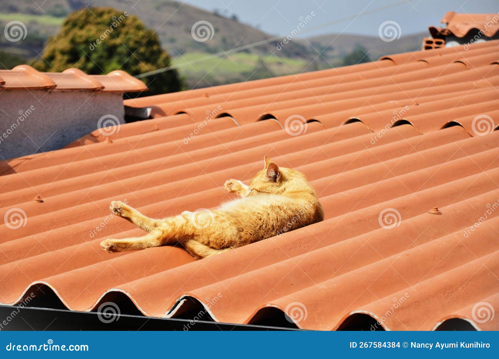 cat felis catus of orange color lying in the sun on the roof