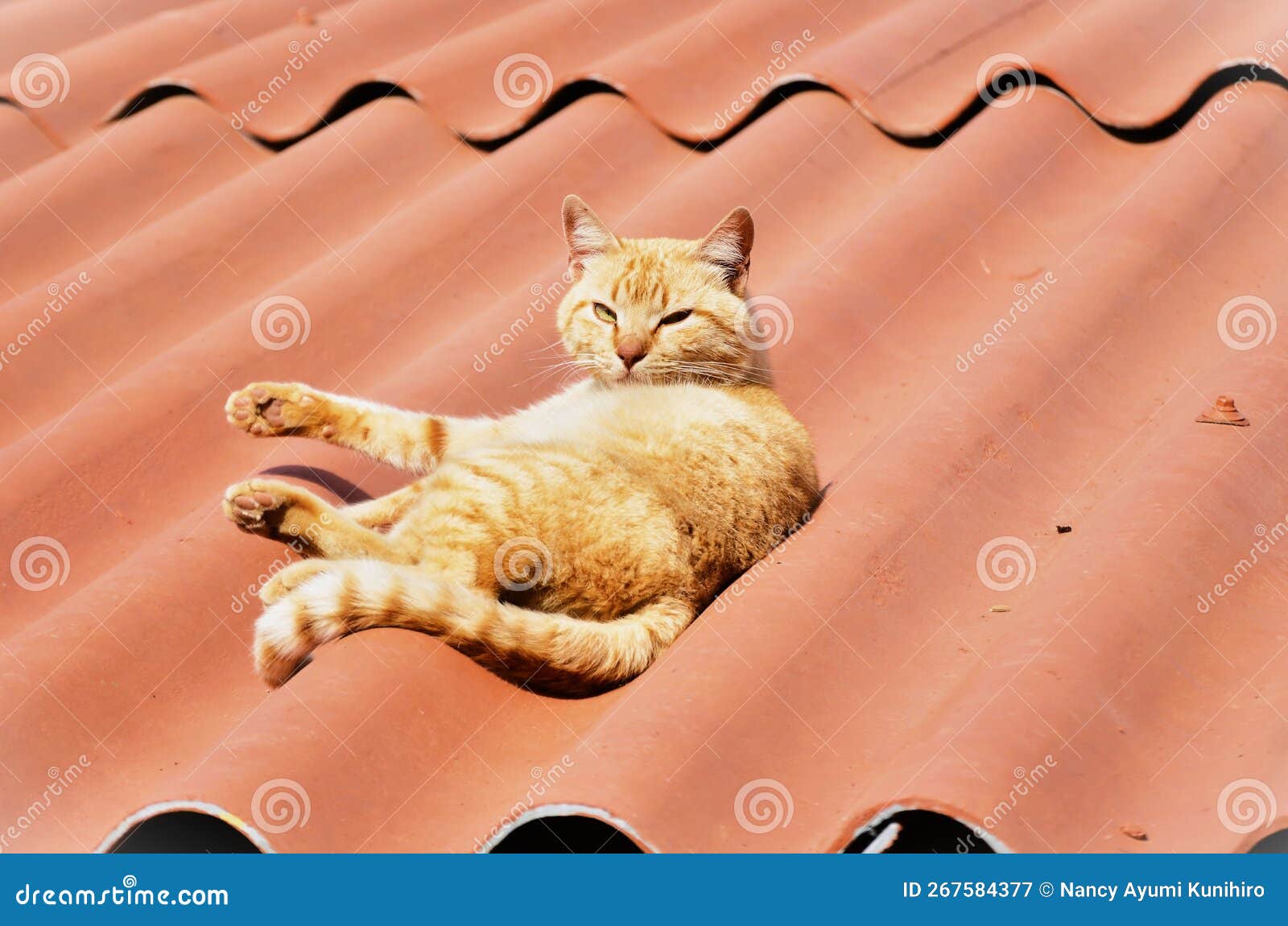 a charming orange felis catus cat lying in the sun on the roof