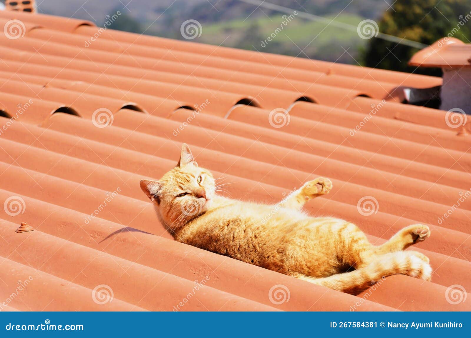 look of the cat felis catus of orange color lying in the sun on the roof