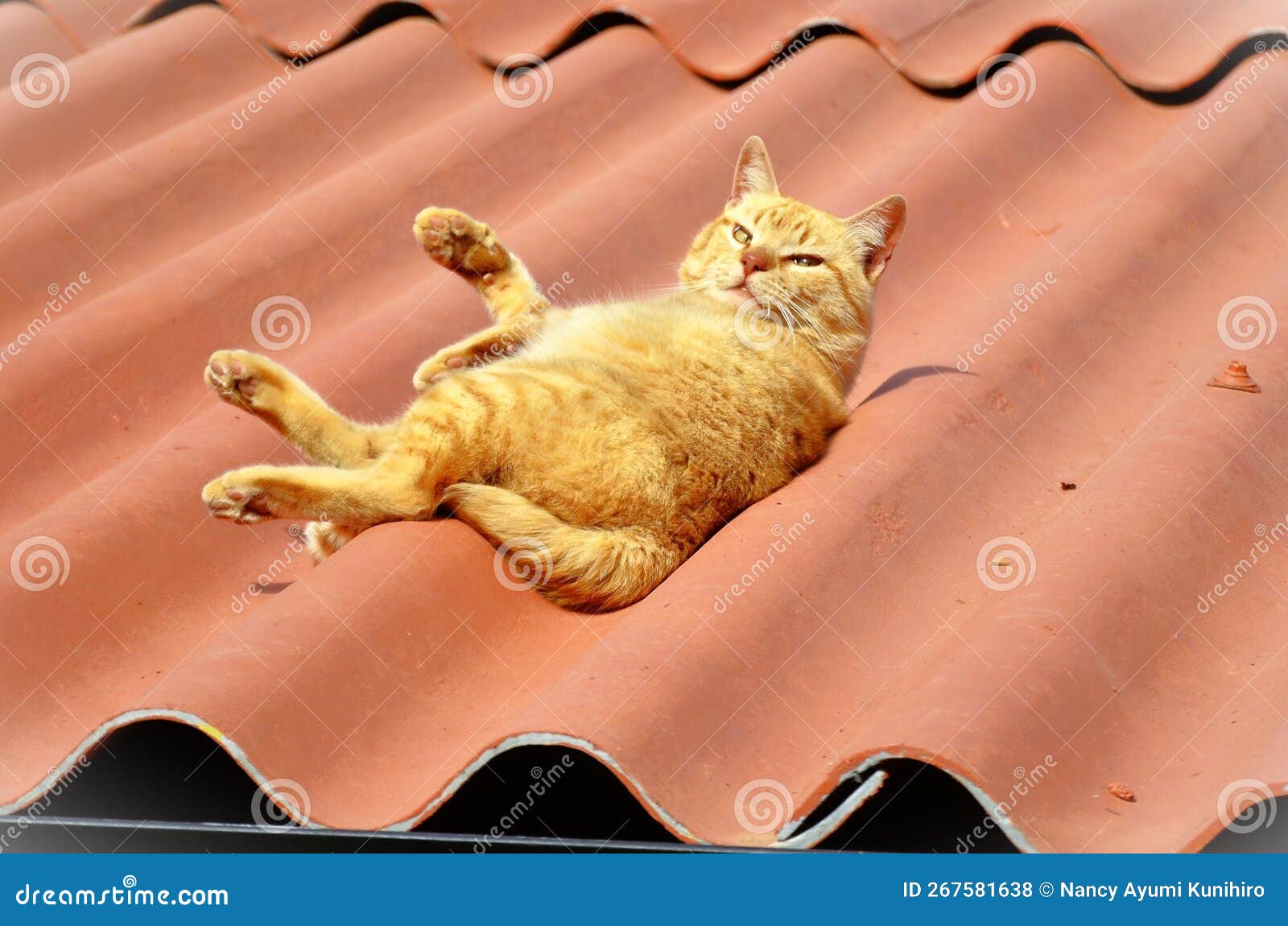 orange felis catus lying peacefully on the roof in sunny day