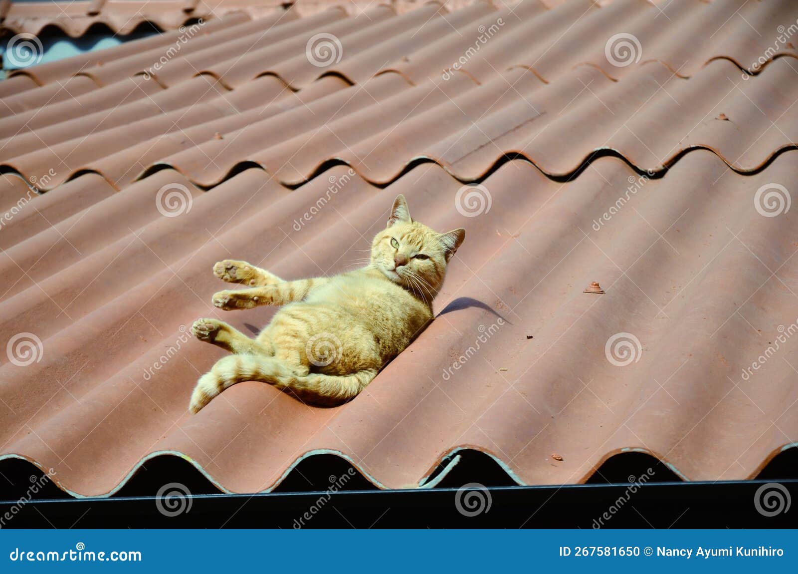 orange cat felis catus slack lying peacefully on the roof