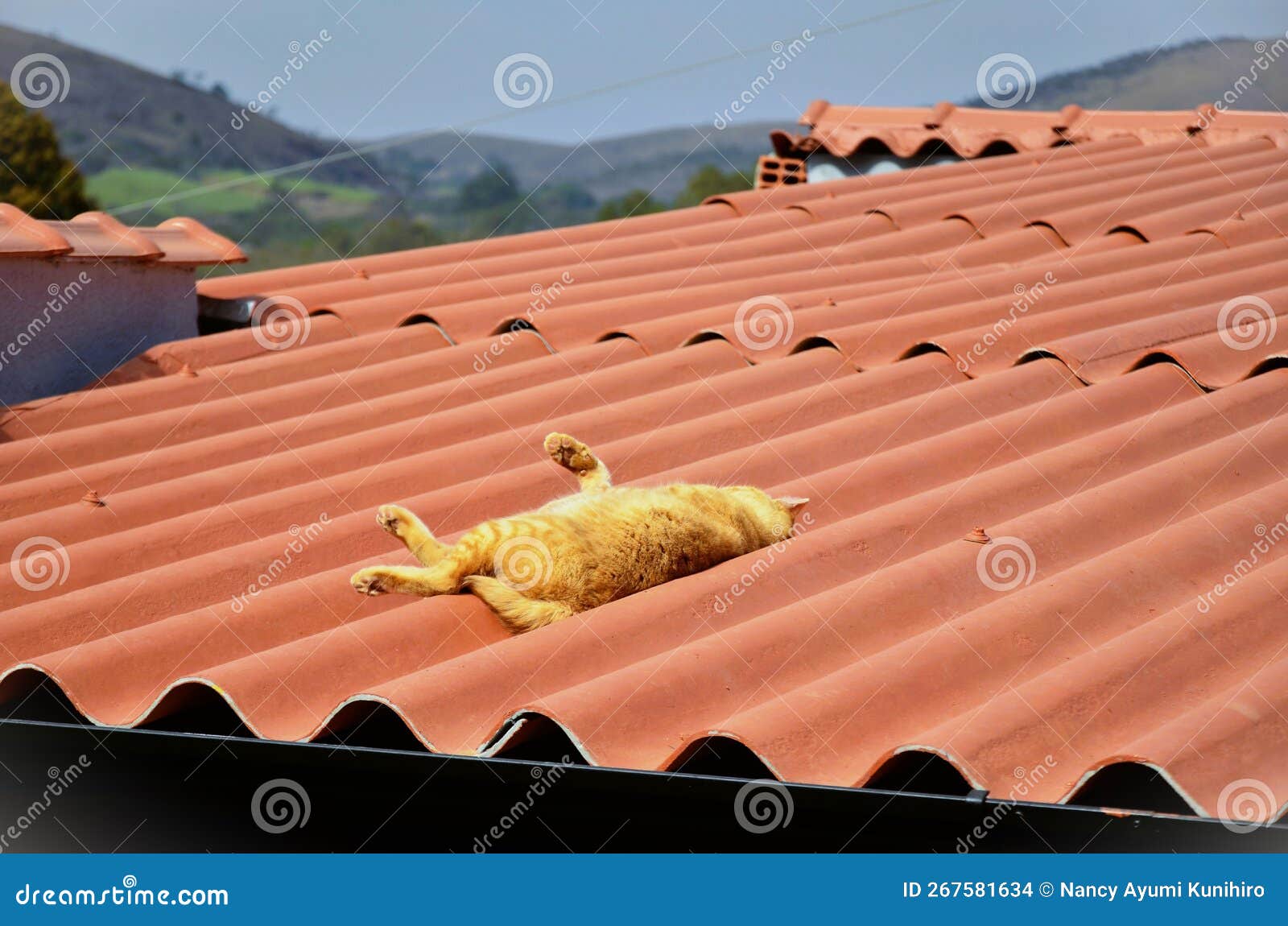 orange felis catus sleeping on top of roof in sunny day