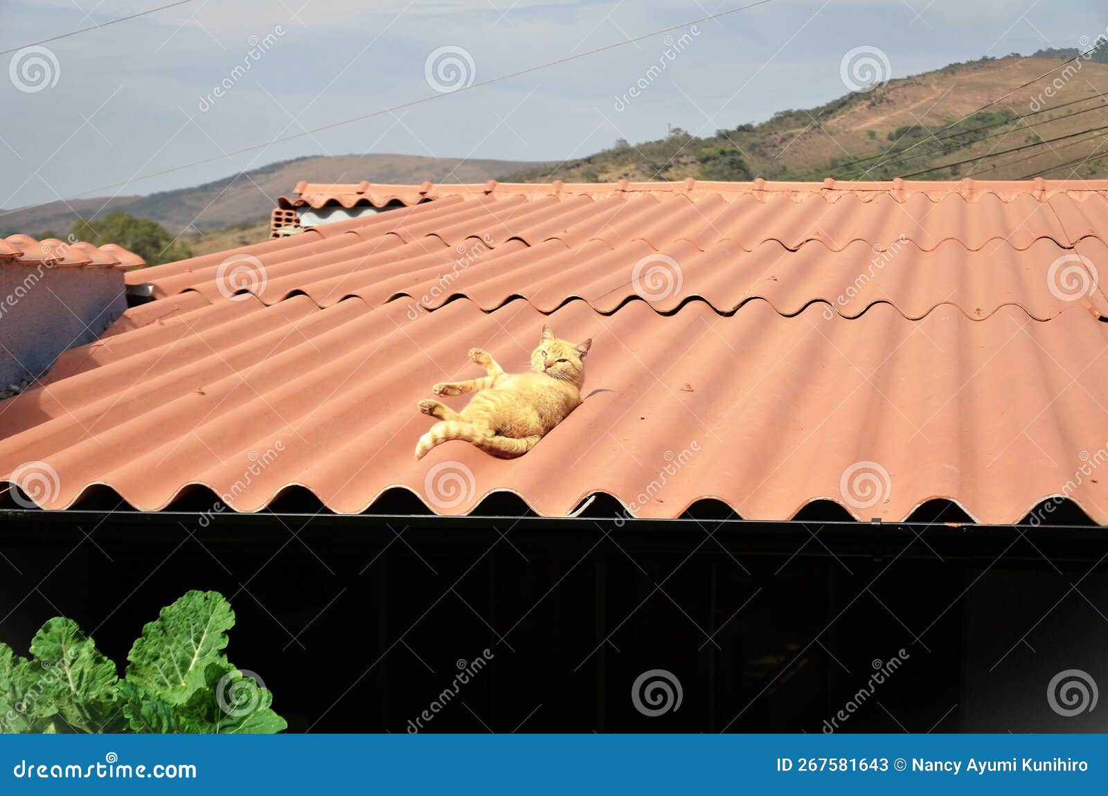 in the sun on top of the roof an orange felis catus lying down