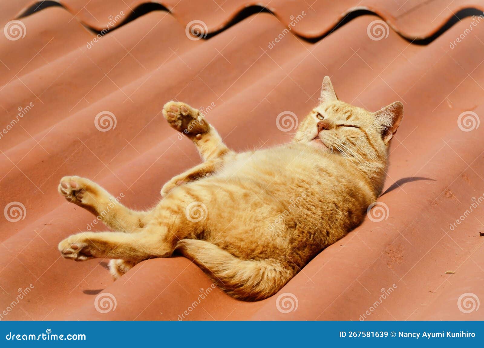 on the roof an orange felis catus lying on a sunny day