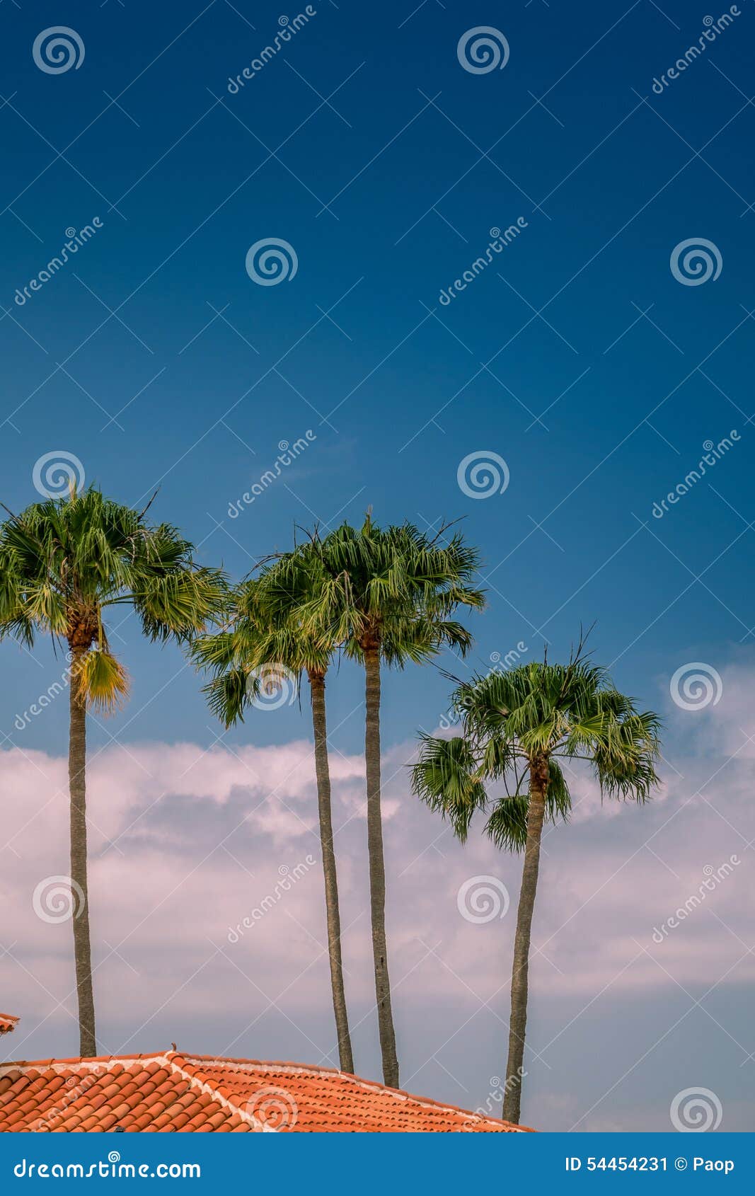 rooftops and palmtrees