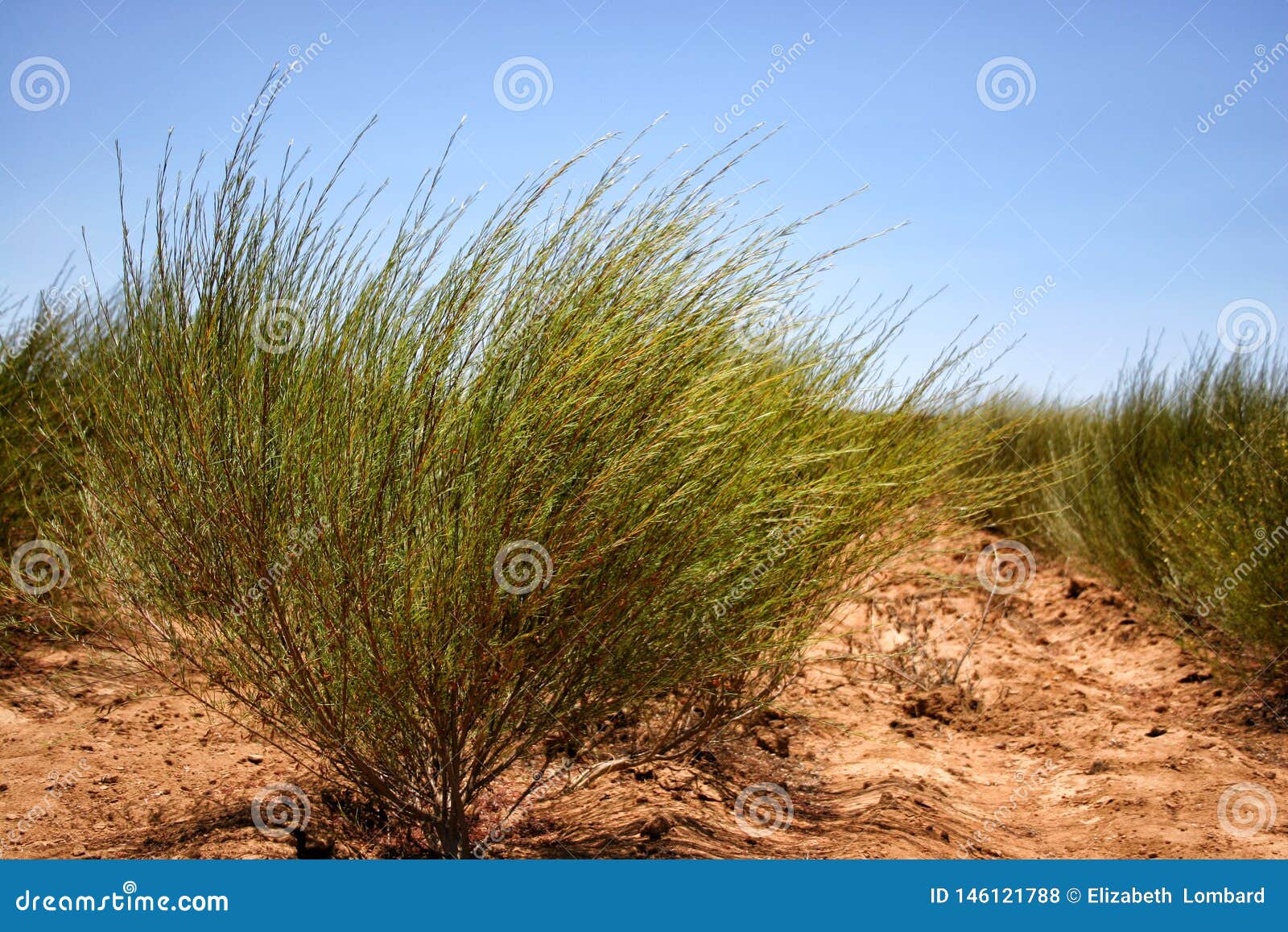 Rooibos Tea Farm Citrusdal stock photo Image of rooibos 146121788 Rooibos Tea Farm Citrusdal stock photo Image of rooibos 146121788