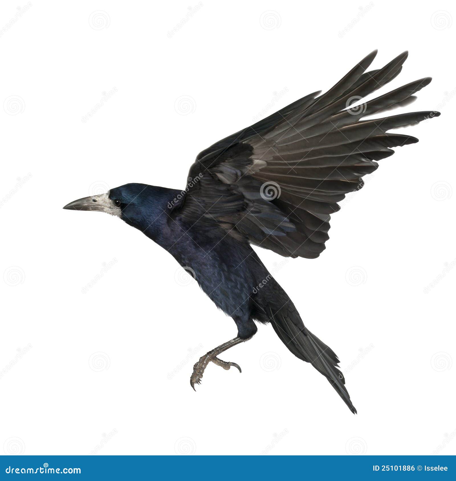 Rook flying hi-res stock photography and images - Alamy