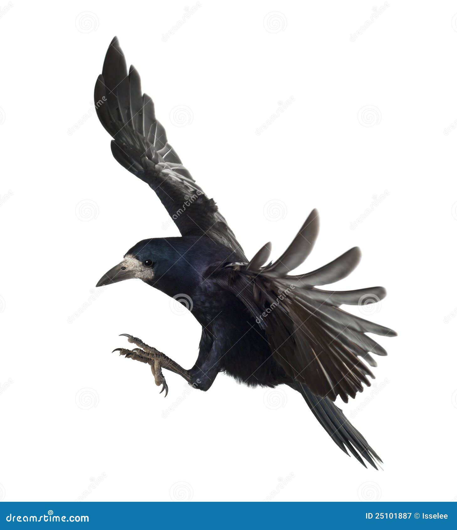 Rook flying hi-res stock photography and images - Alamy