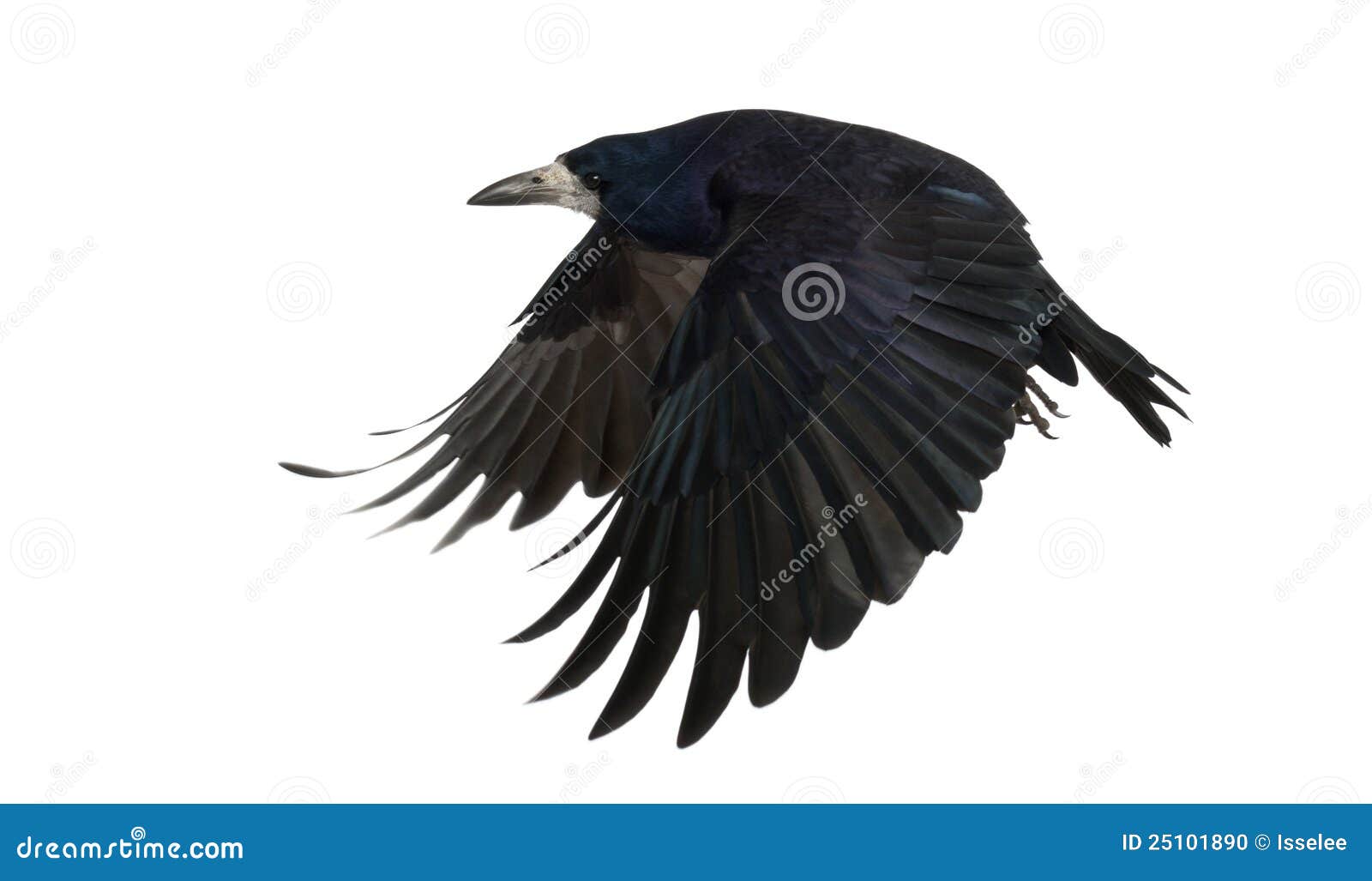 rook, corvus frugilegus, 3 years old, flying