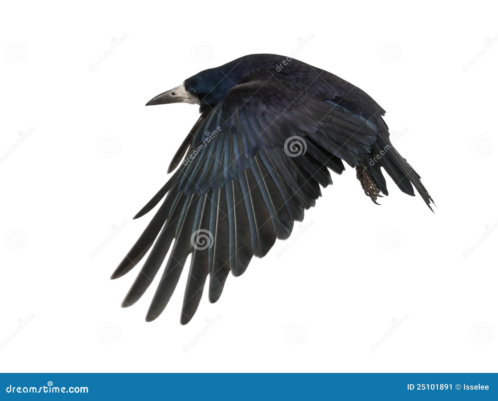 rook, corvus frugilegus, 3 years old, flying