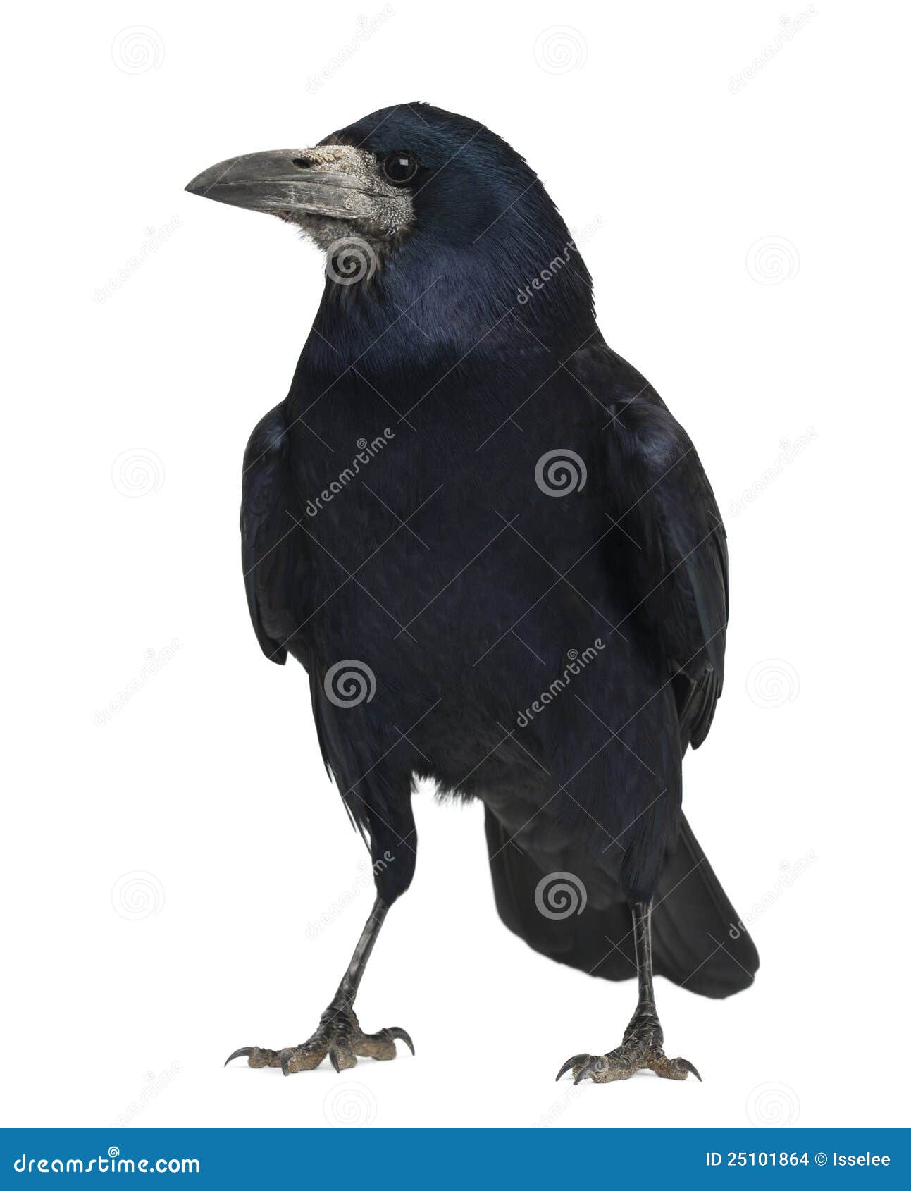 rook, corvus frugilegus, 3 years old, standing