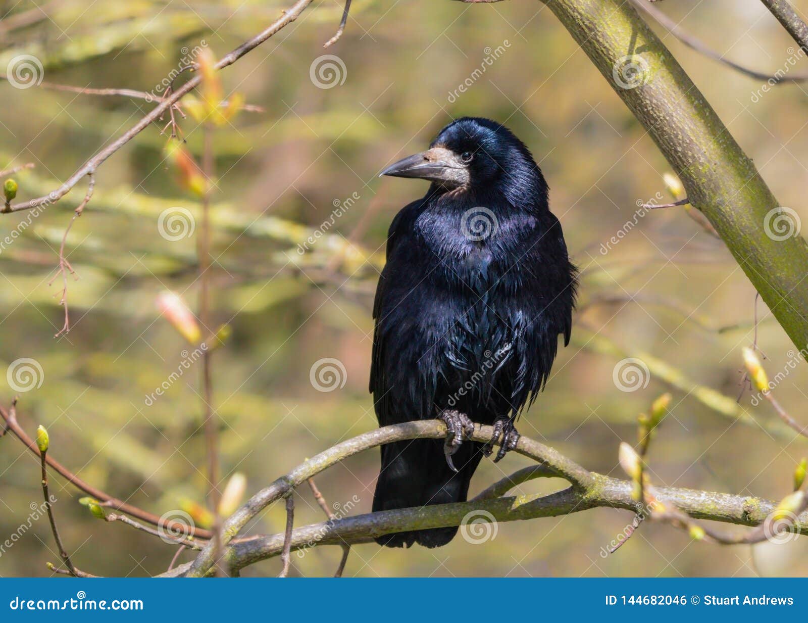 rook - corvus frugilegus with iridescent plumage perched in a tree.