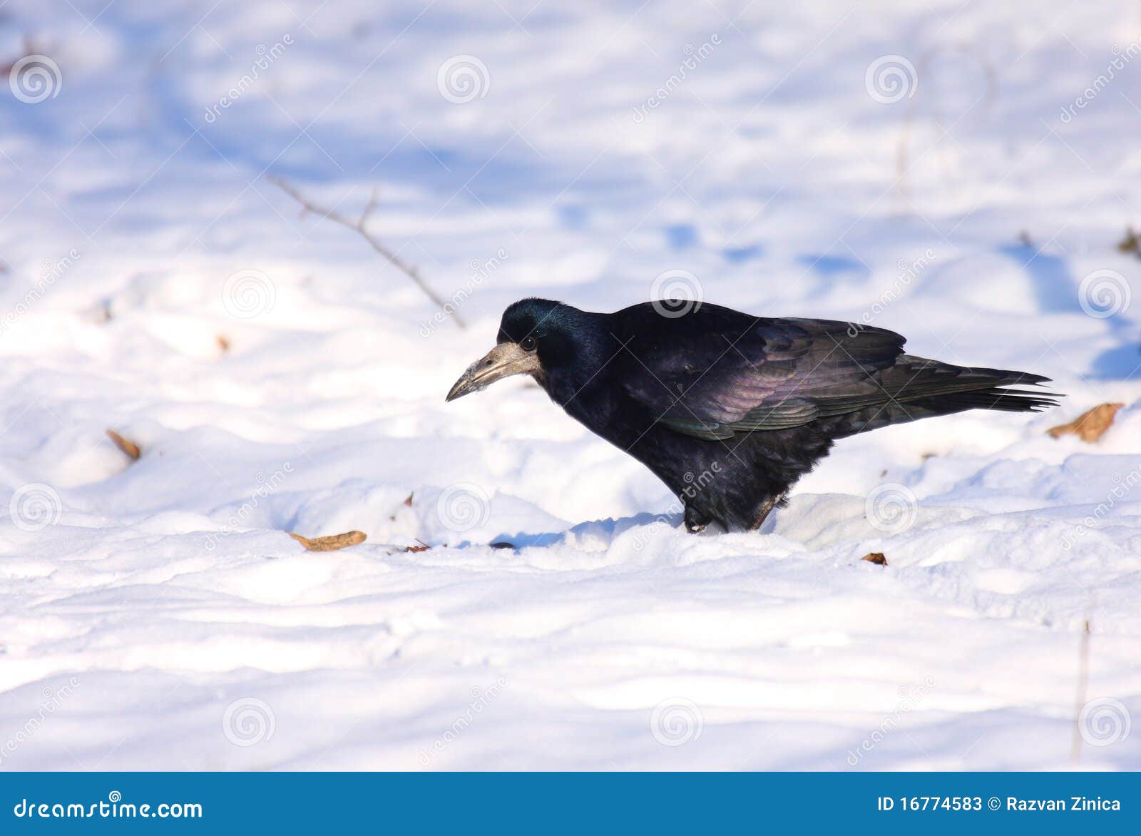 rook in snow
