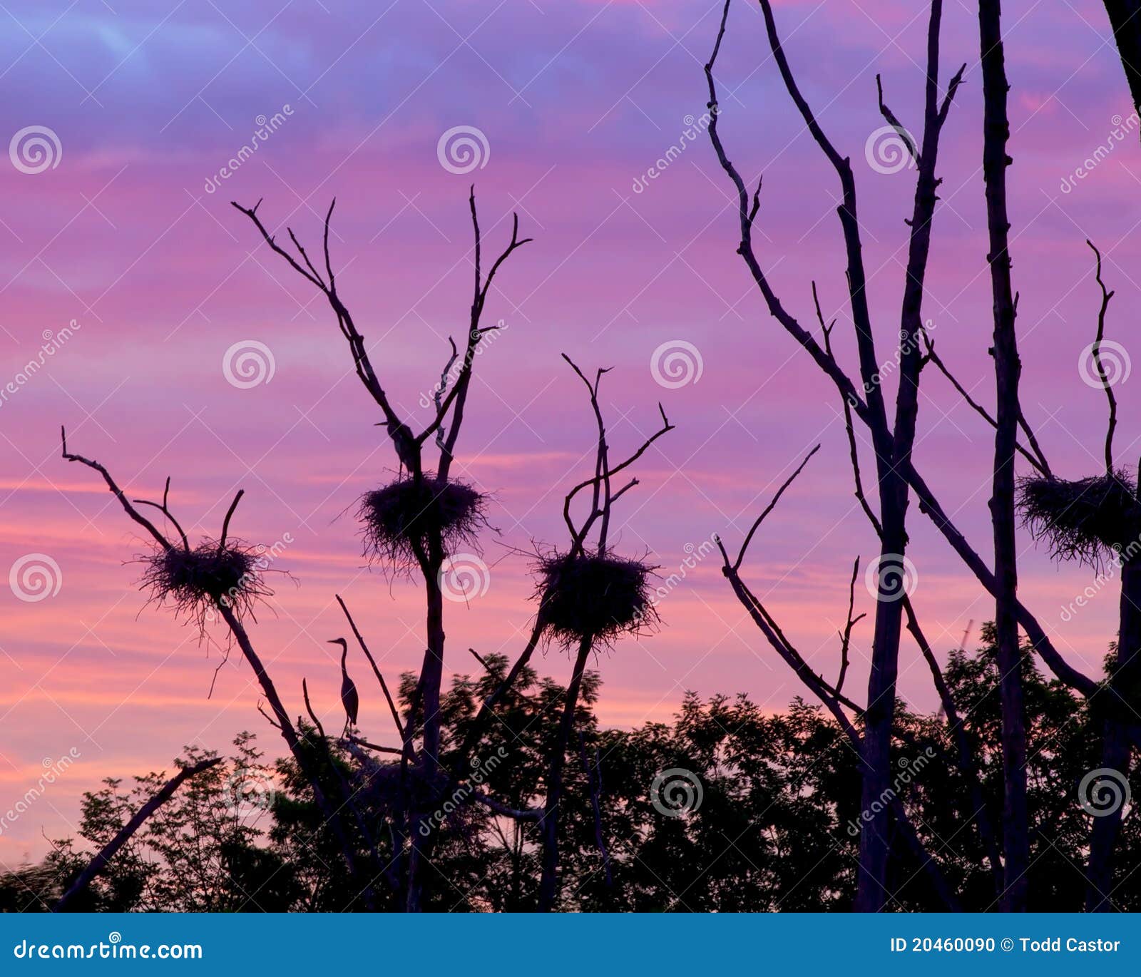 rookery heron nests set against early morning sky