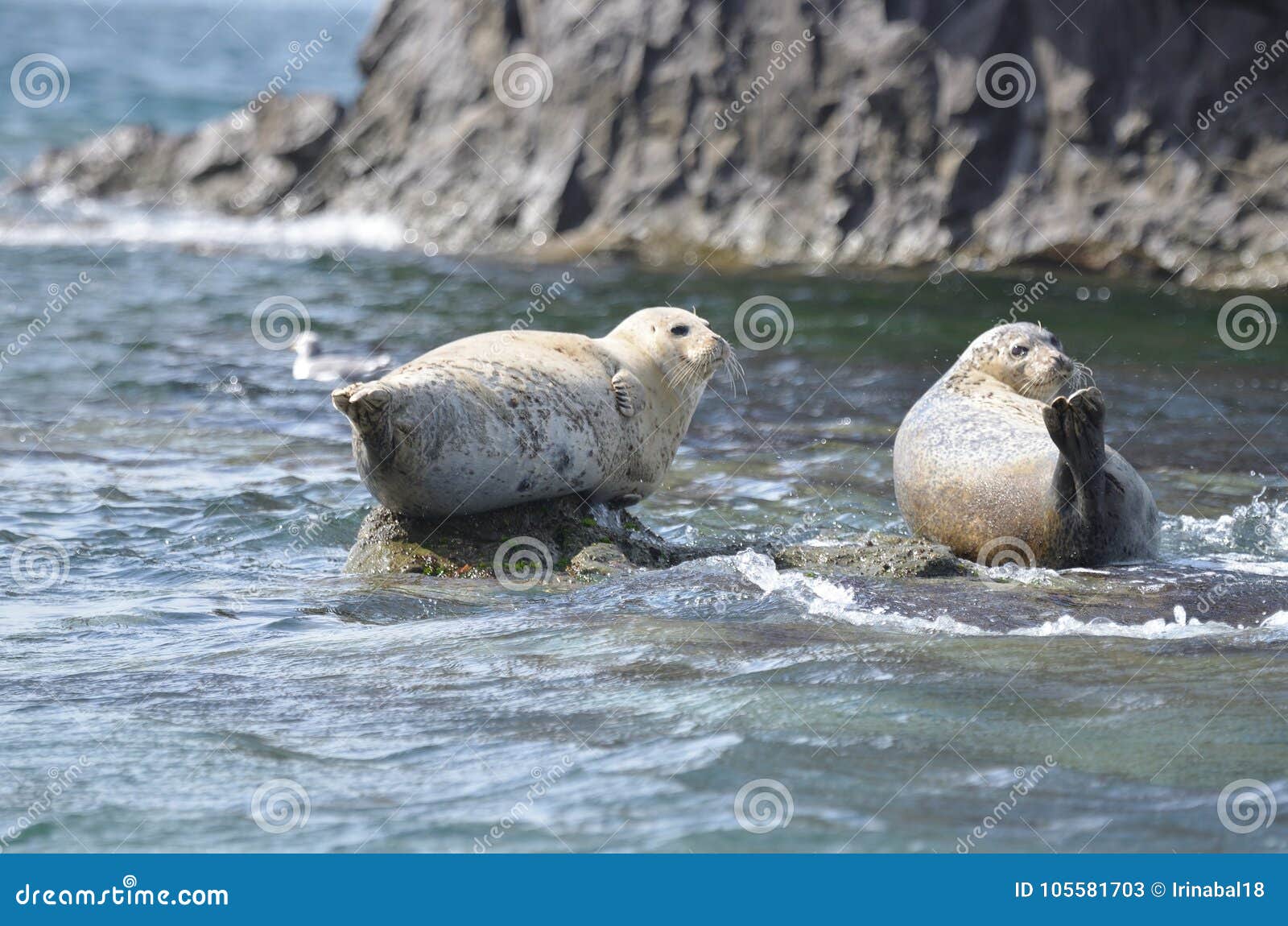 rookery of larga seals on the rocks in the sea of japan. archipelago rimsky korsakov