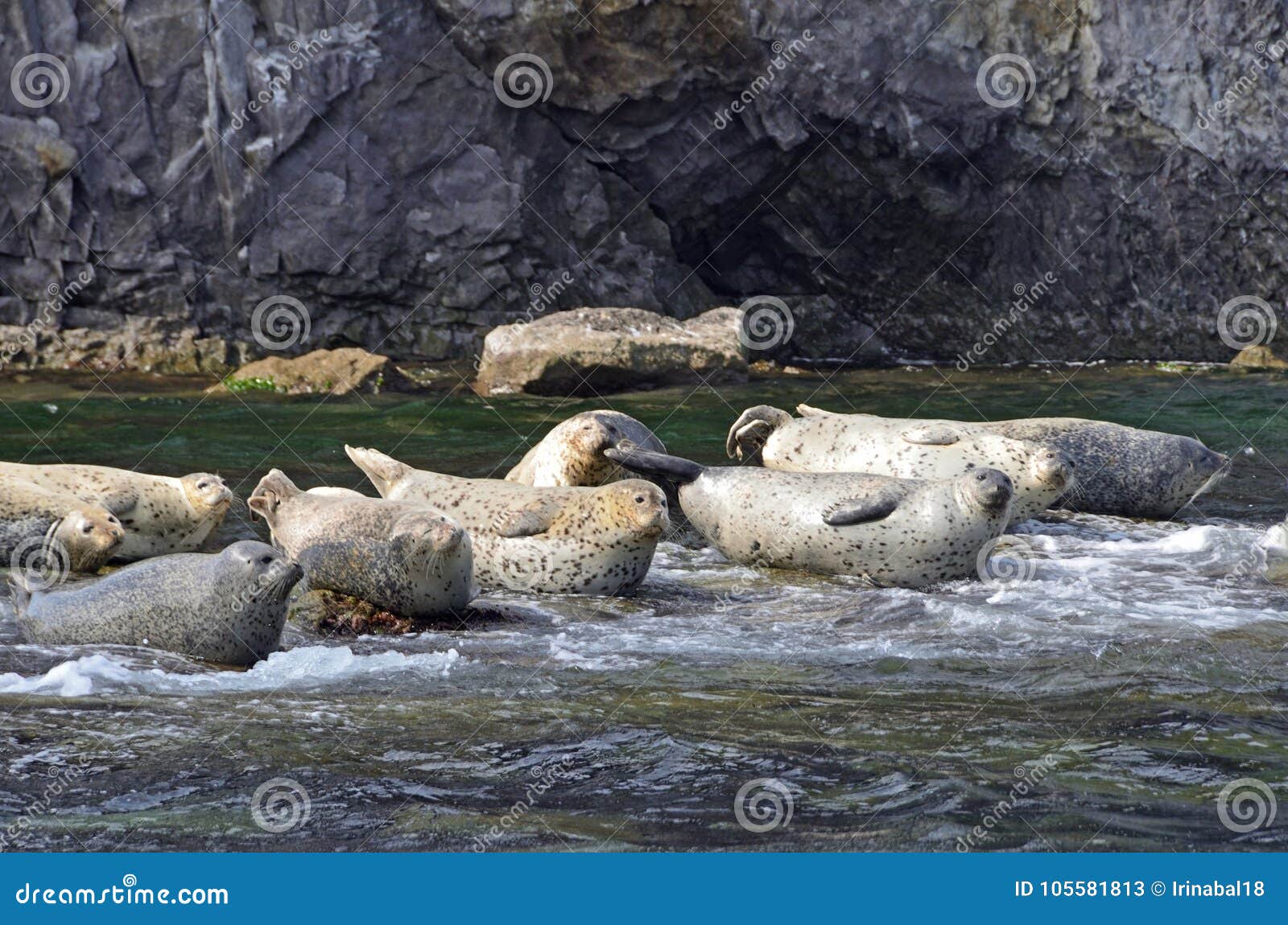 rookery of larga seals on the rocks in the sea of japan. archipelago rimsky korsakov