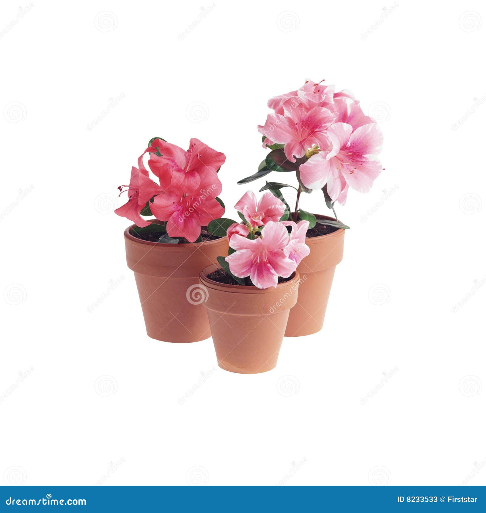 Room blossoming flower stock image. Image of macro, room 8233533