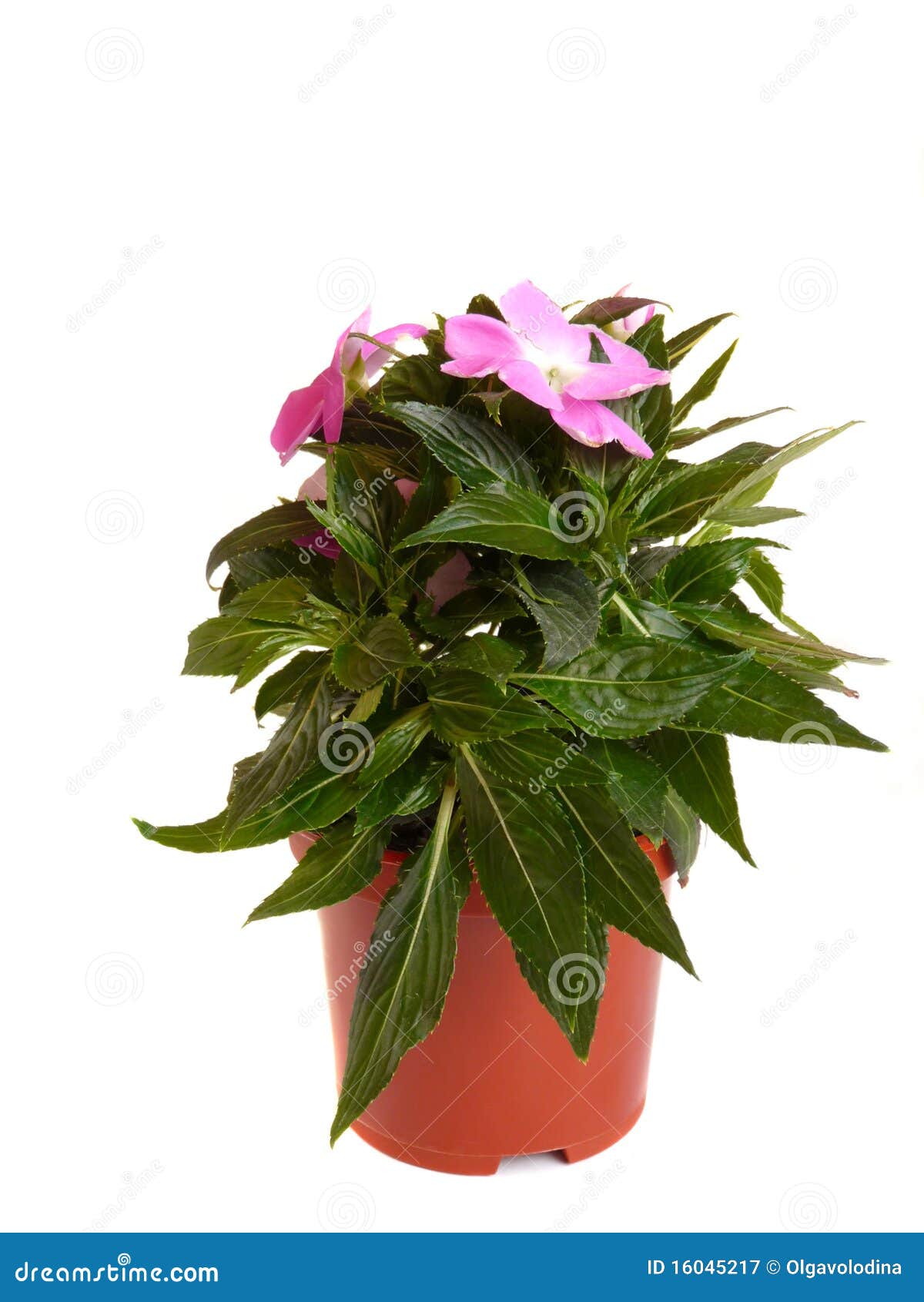 Room flower. stock image. Image of growing, green, cultivation 16045217