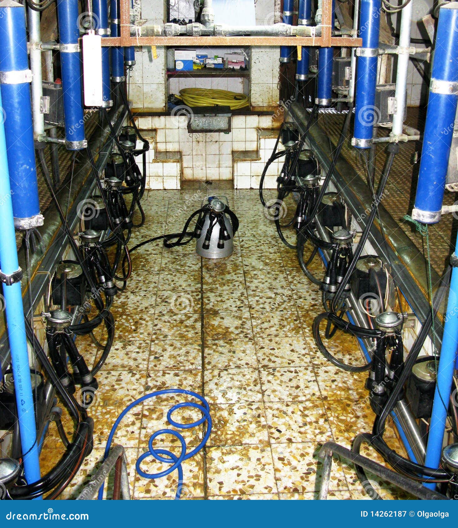 Room to draw milk stock image. Image of agriculture, animals 14262187