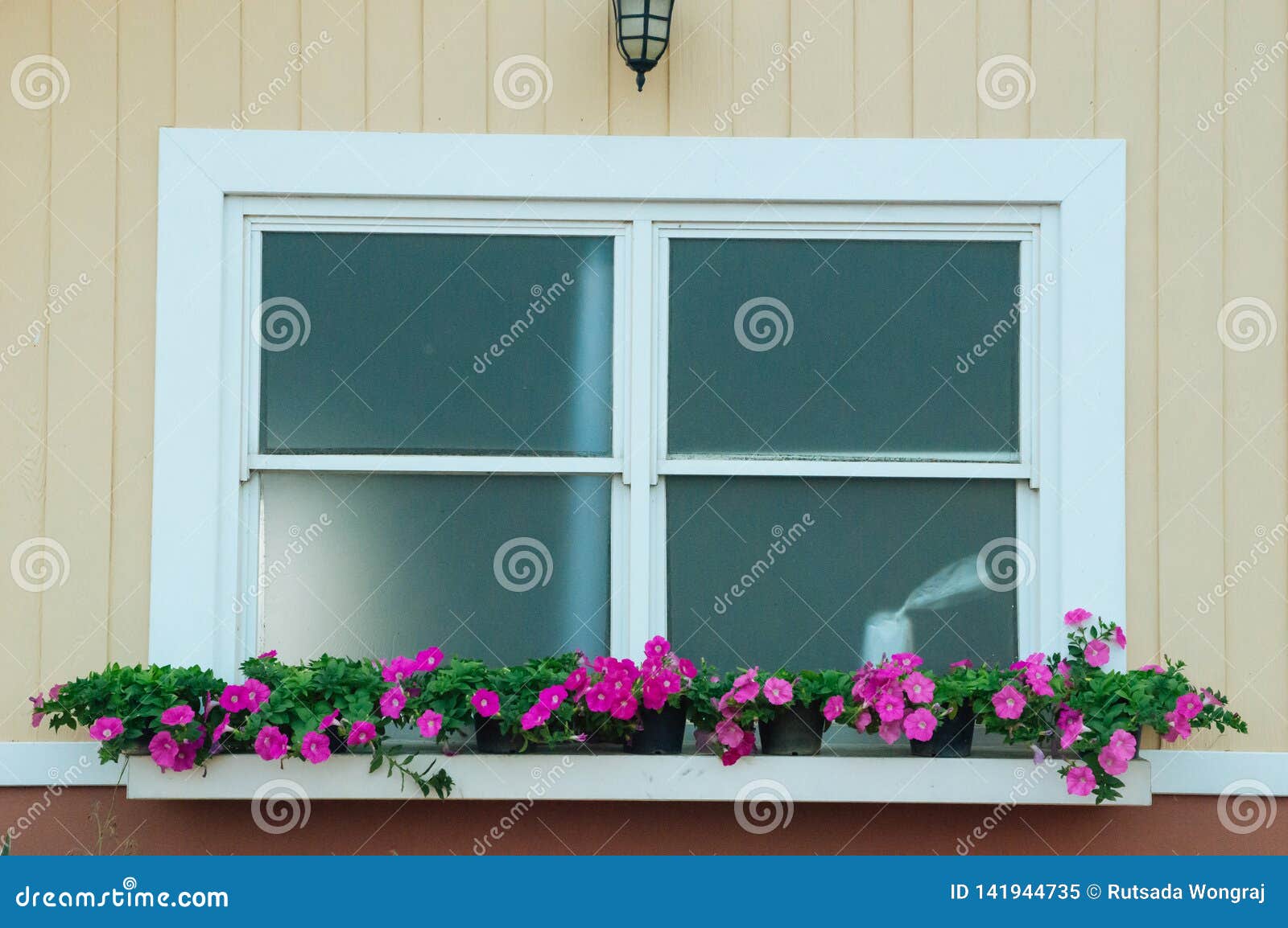 Room Windows Decorated with Flower Pots Stock Image Image of house