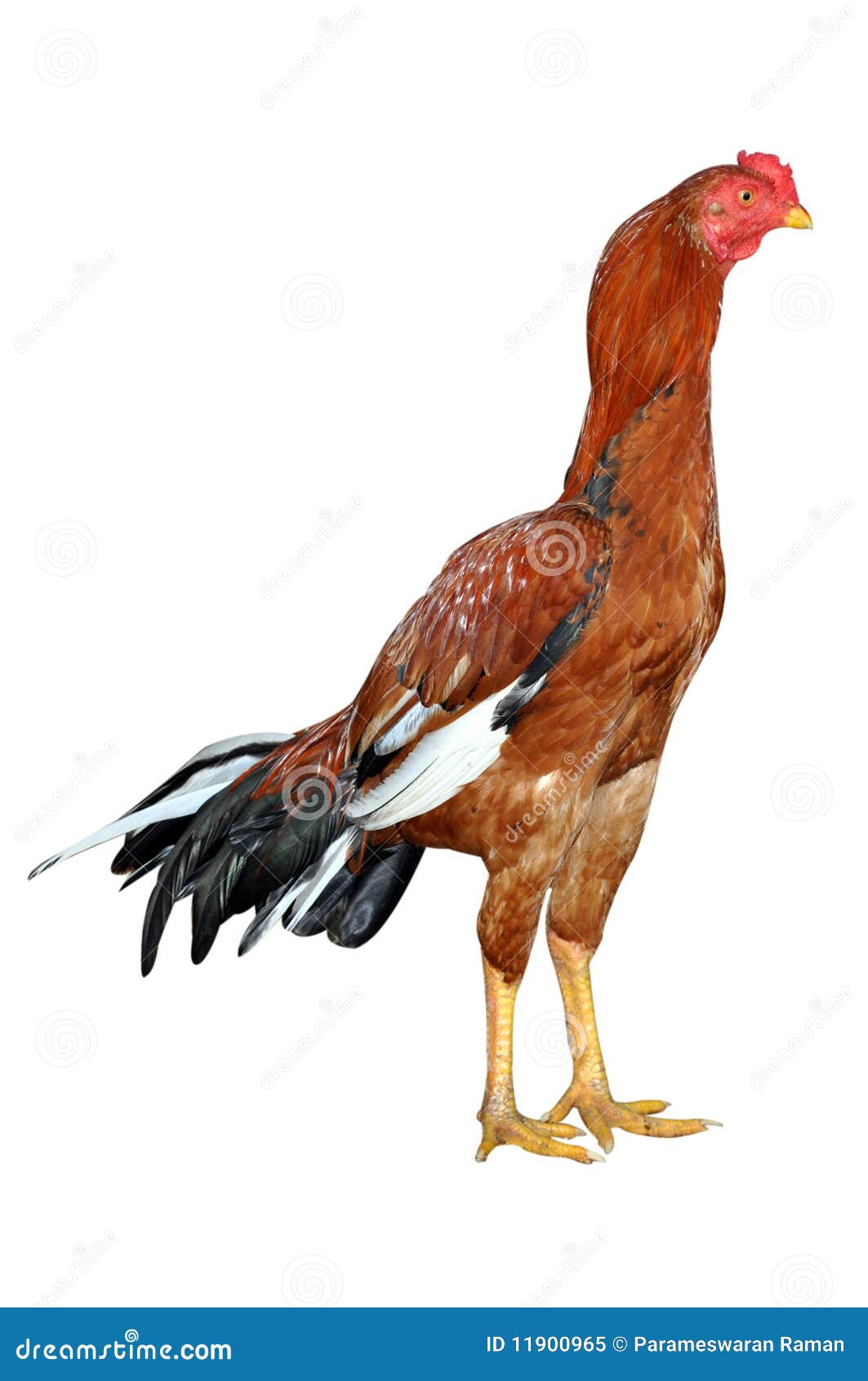 Image of indian fighting rooster