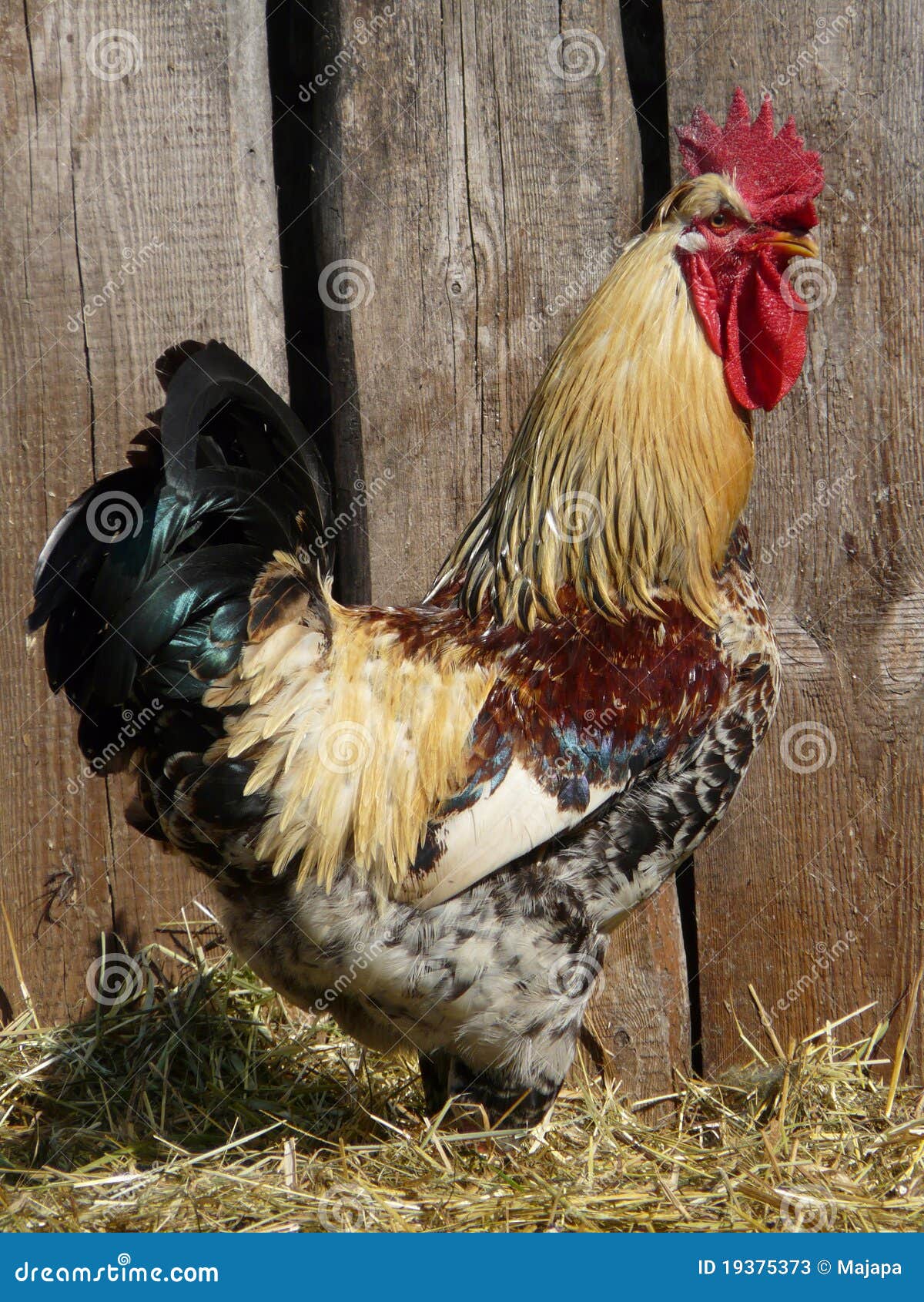 Rooster stock image. Image of natural, organic, colourful 19375373