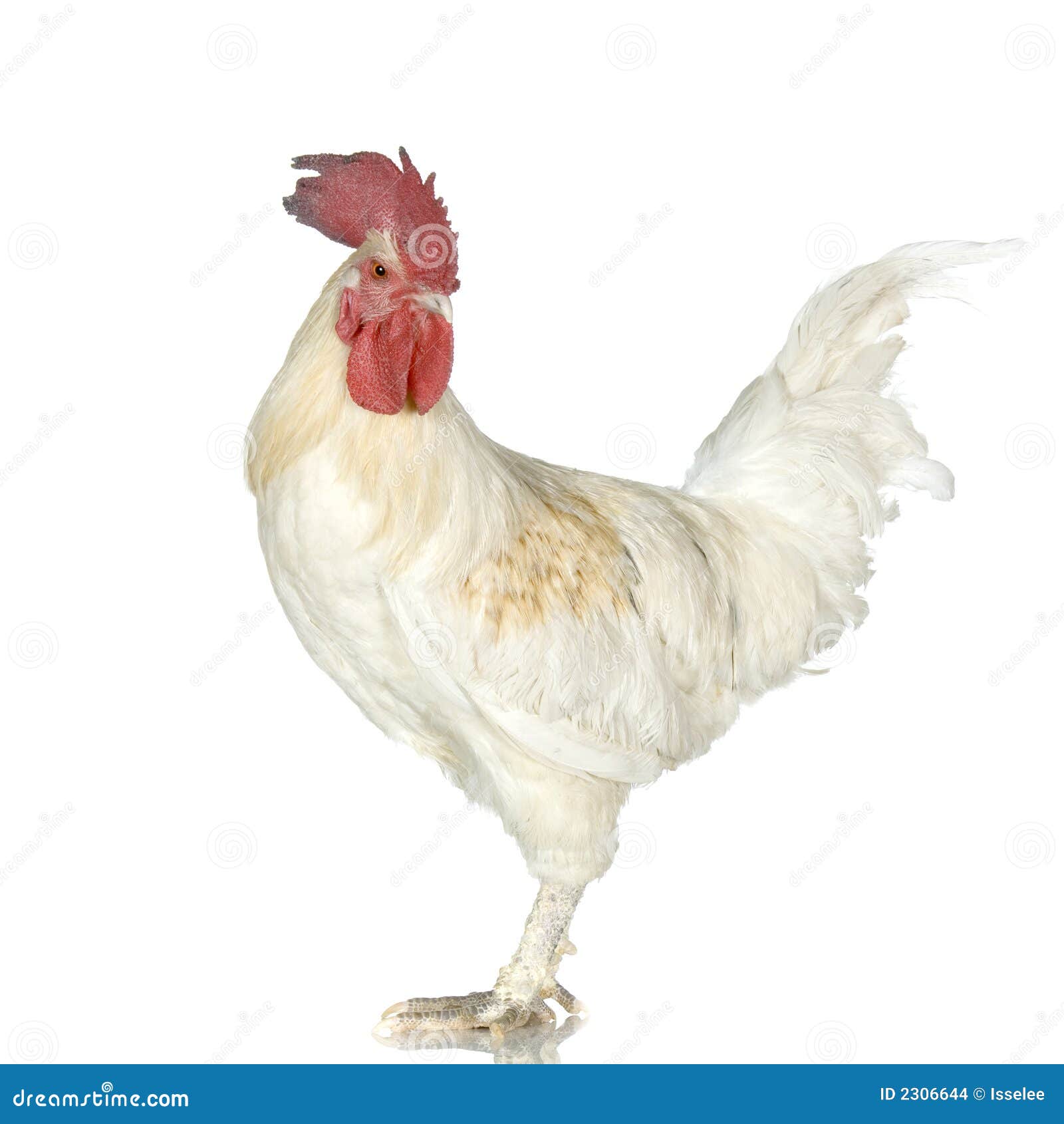 Rooster stock photo. Image of male, rooster, standing - 2306644