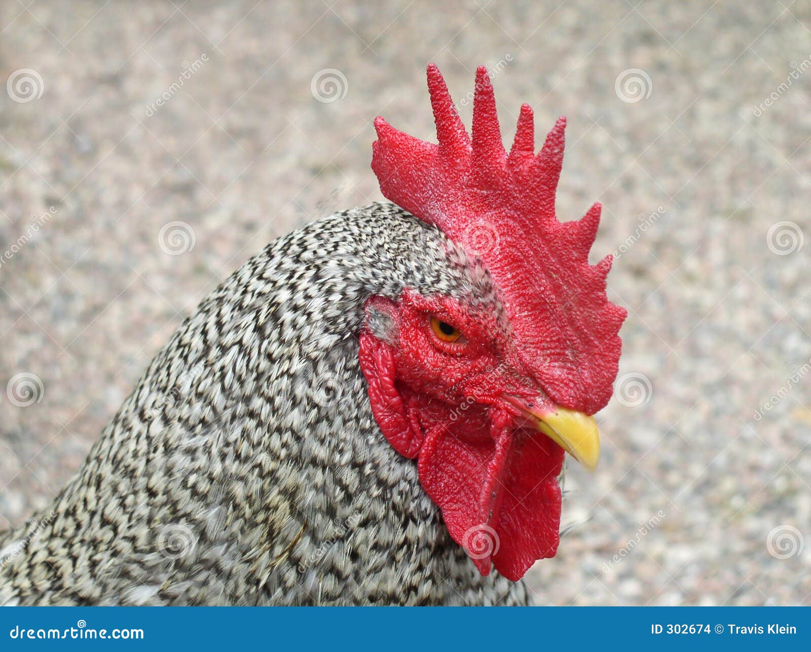 Ginger Rooster With The Red Crest And Wattle Stock Photo, Picture and  Royalty Free Image. Image 655406.