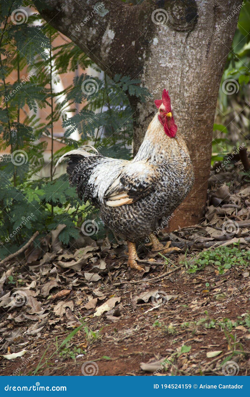 Rooster Alone Loose Inside the Farm. Stock Image Image of cockerel