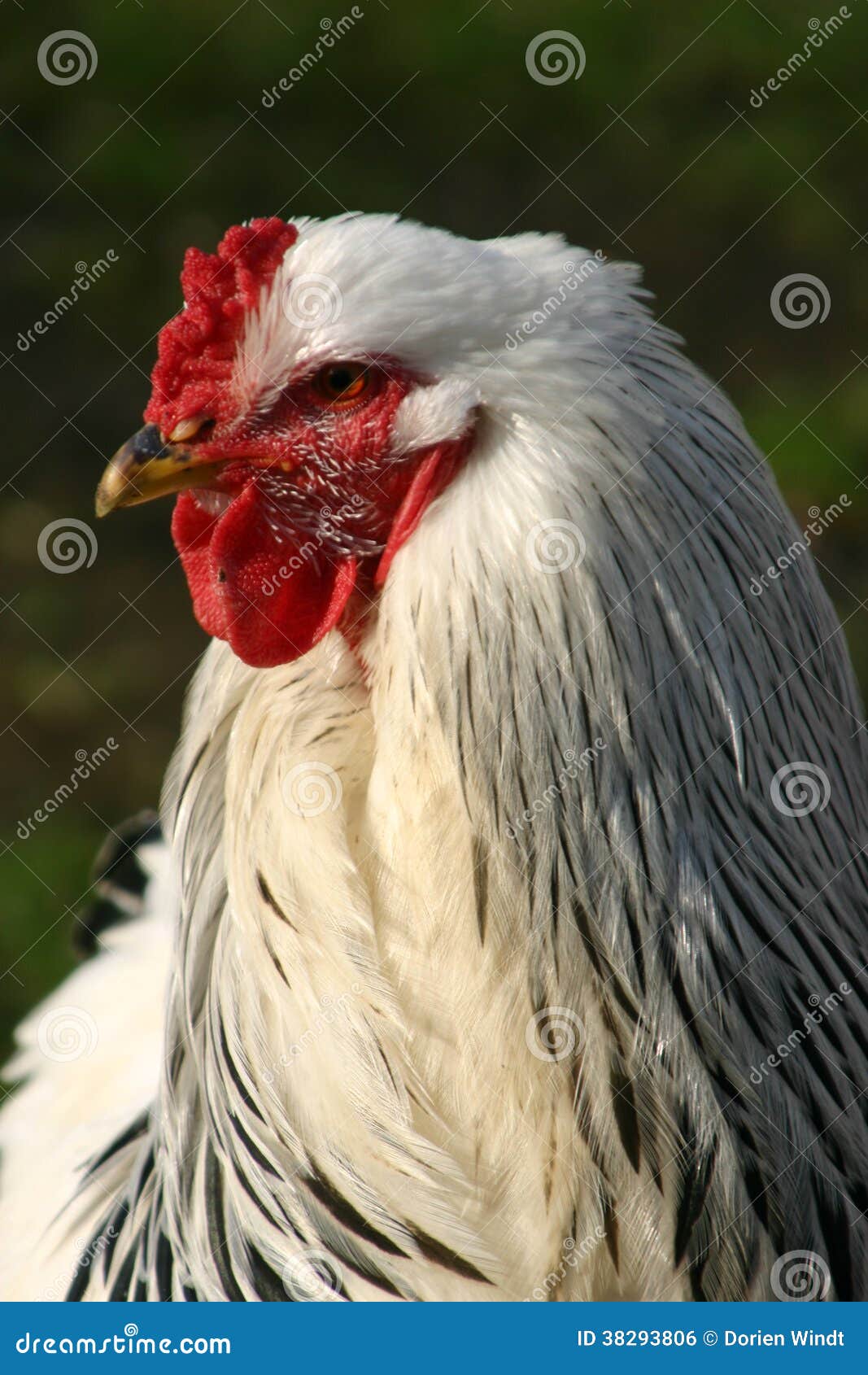 https://thumbs.dreamstime.com/z/rooster-brahma-chicken-38293806.jpg