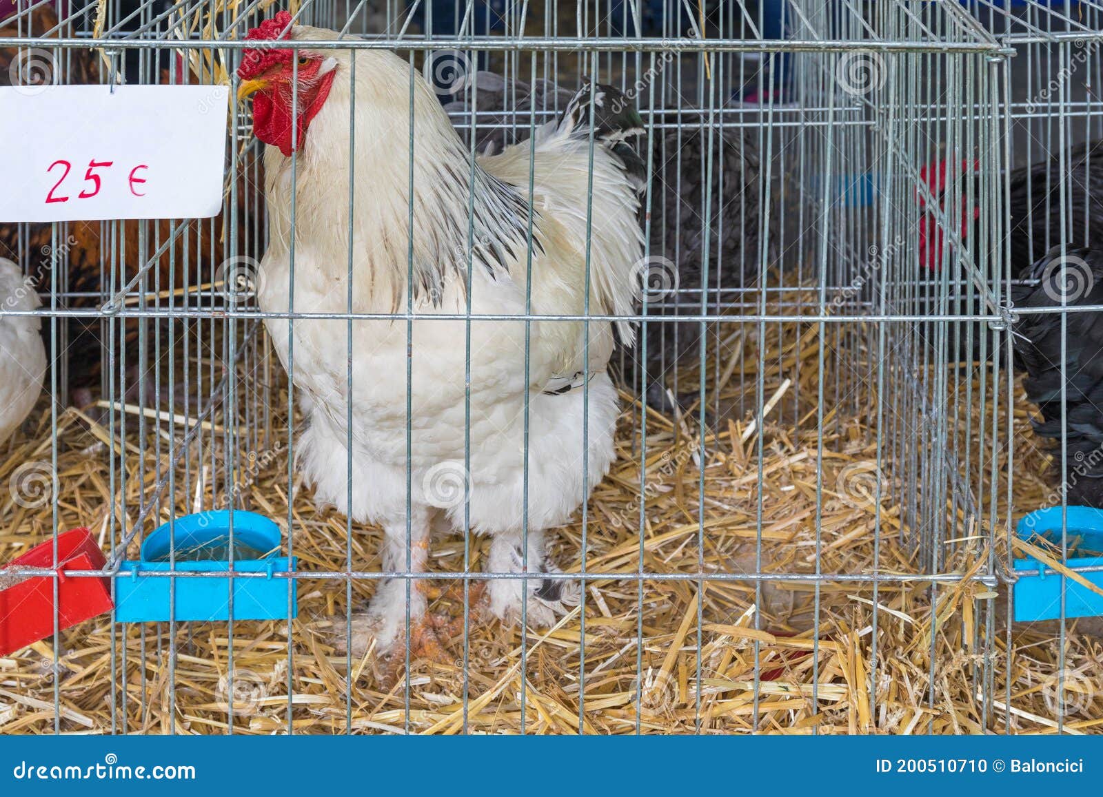Rooster in Cage stock photo. Image of straw, cage, animal 200510710