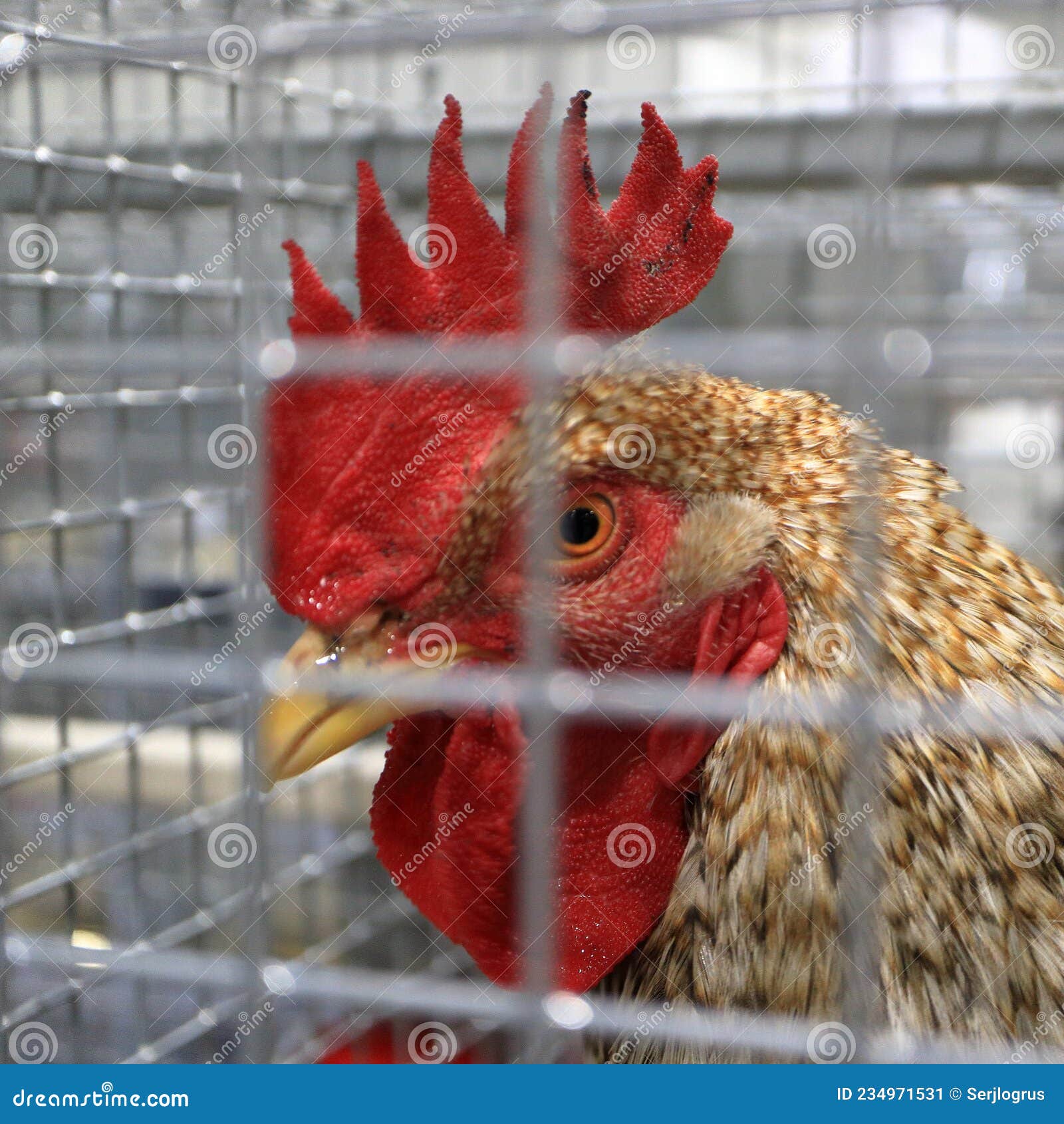 Rooster in a cage stock image. Image of feed, chick 234971531