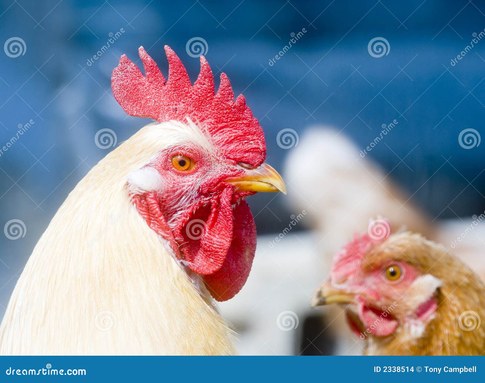 Rooster in a chicken coop stock photo. Image of feathers 2338514