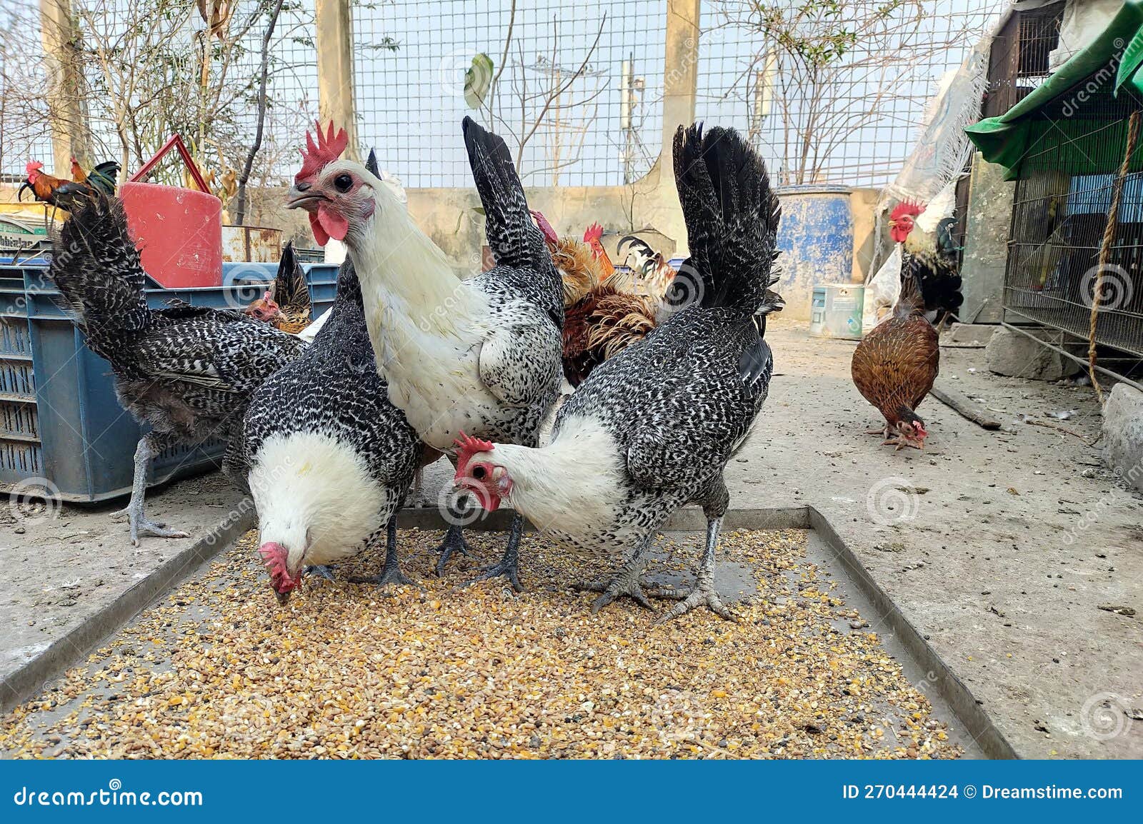 Rooster and Chicken Eating Their Foods Stock Photo Image of wildlife