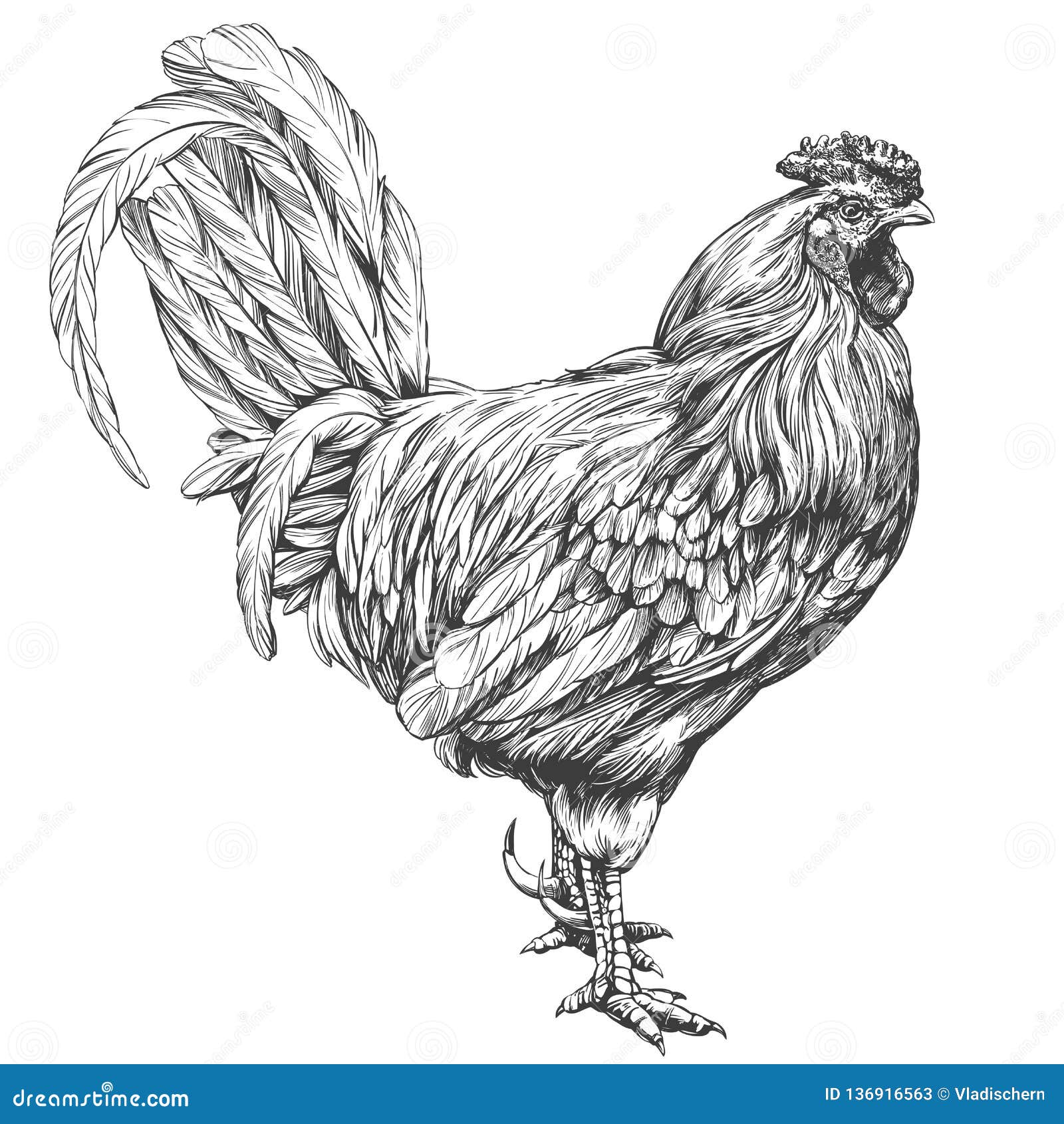 Chicken Sketch Vintage Vector Royalty Free SVG, Cliparts, Vectors, and  Stock Illustration. Image 140263863.