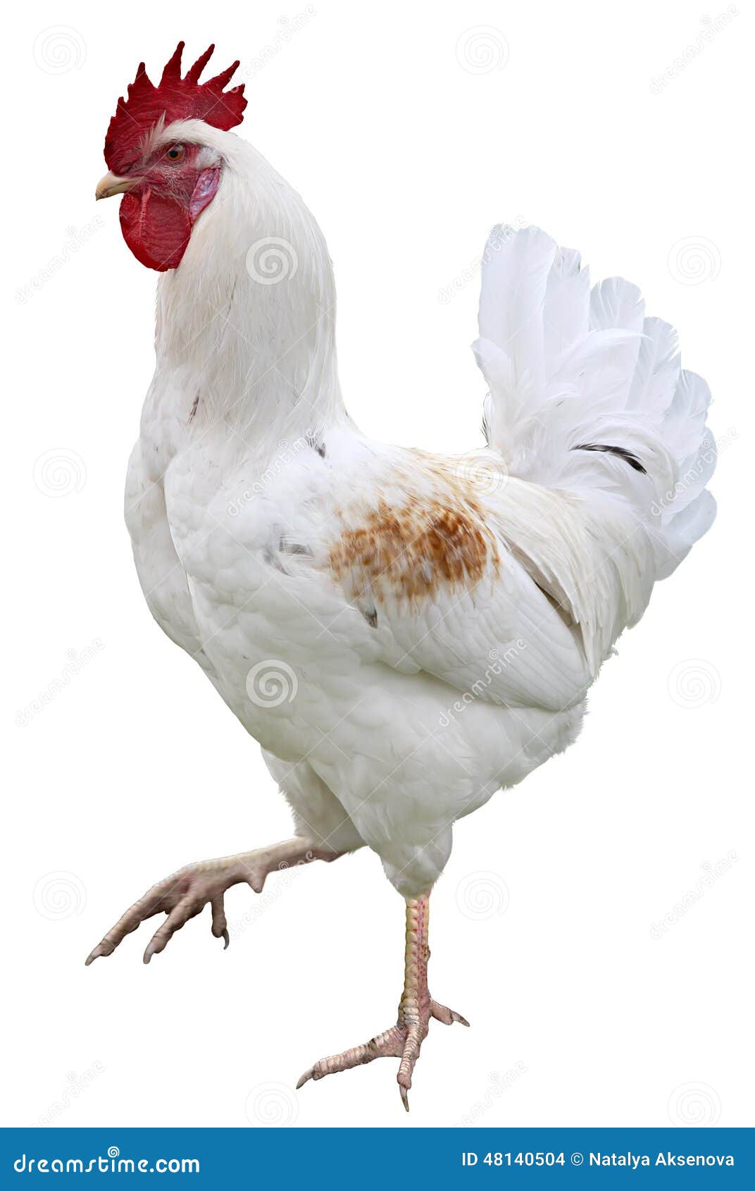Rooster Chicken Isolated on White Background Stock Photo - Image of ...