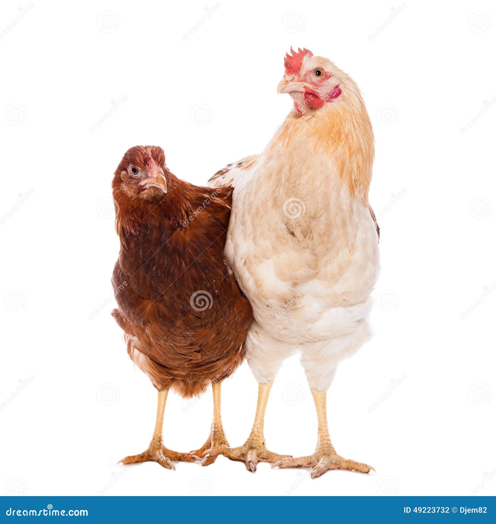 Rooster and chicken stock photo. Image of real, rooster - 49223732